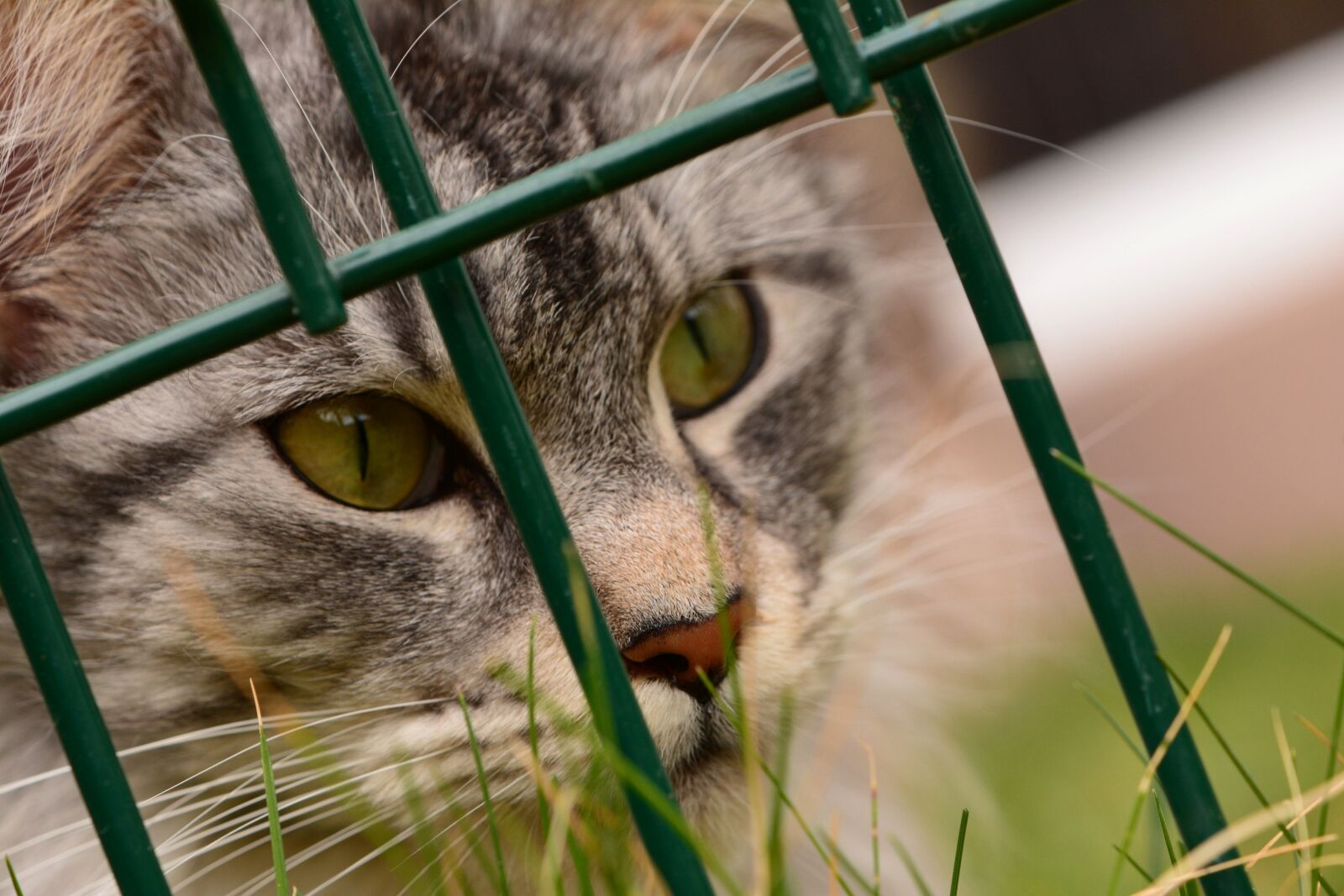 Nikon D7100 sample photo. Maine coon, cat photography