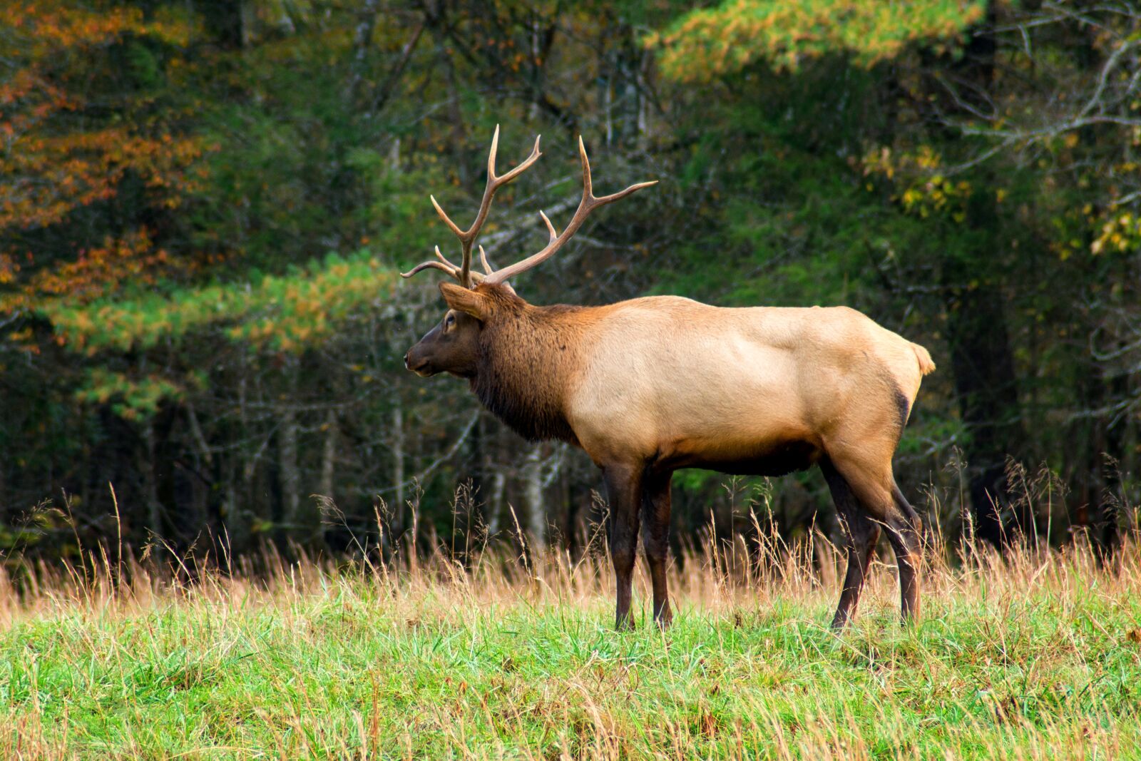 Nikon D800 sample photo. Animal, antlers, buck photography