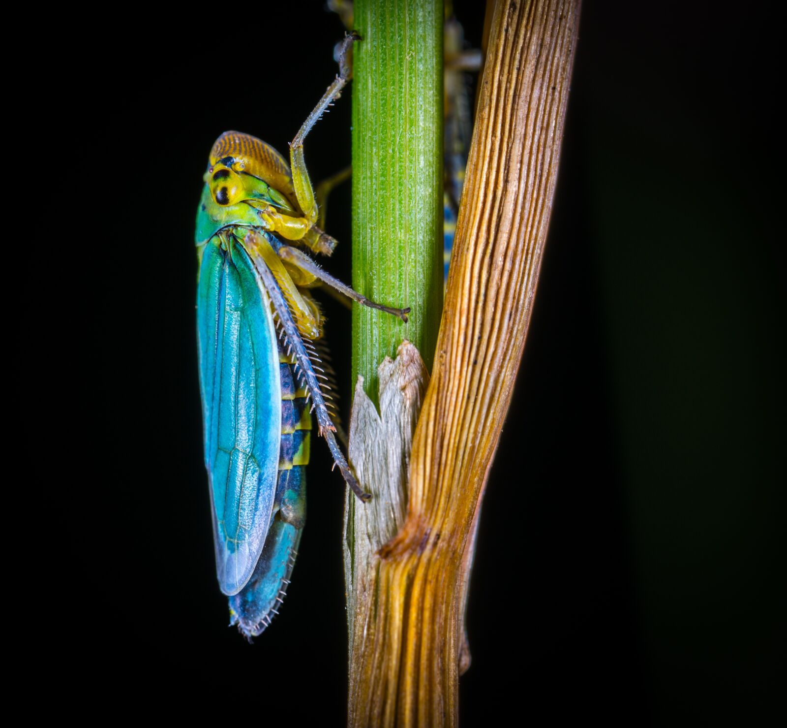 #124 65/2.8 sample photo. Insect, bespozvonochnoe, living nature photography