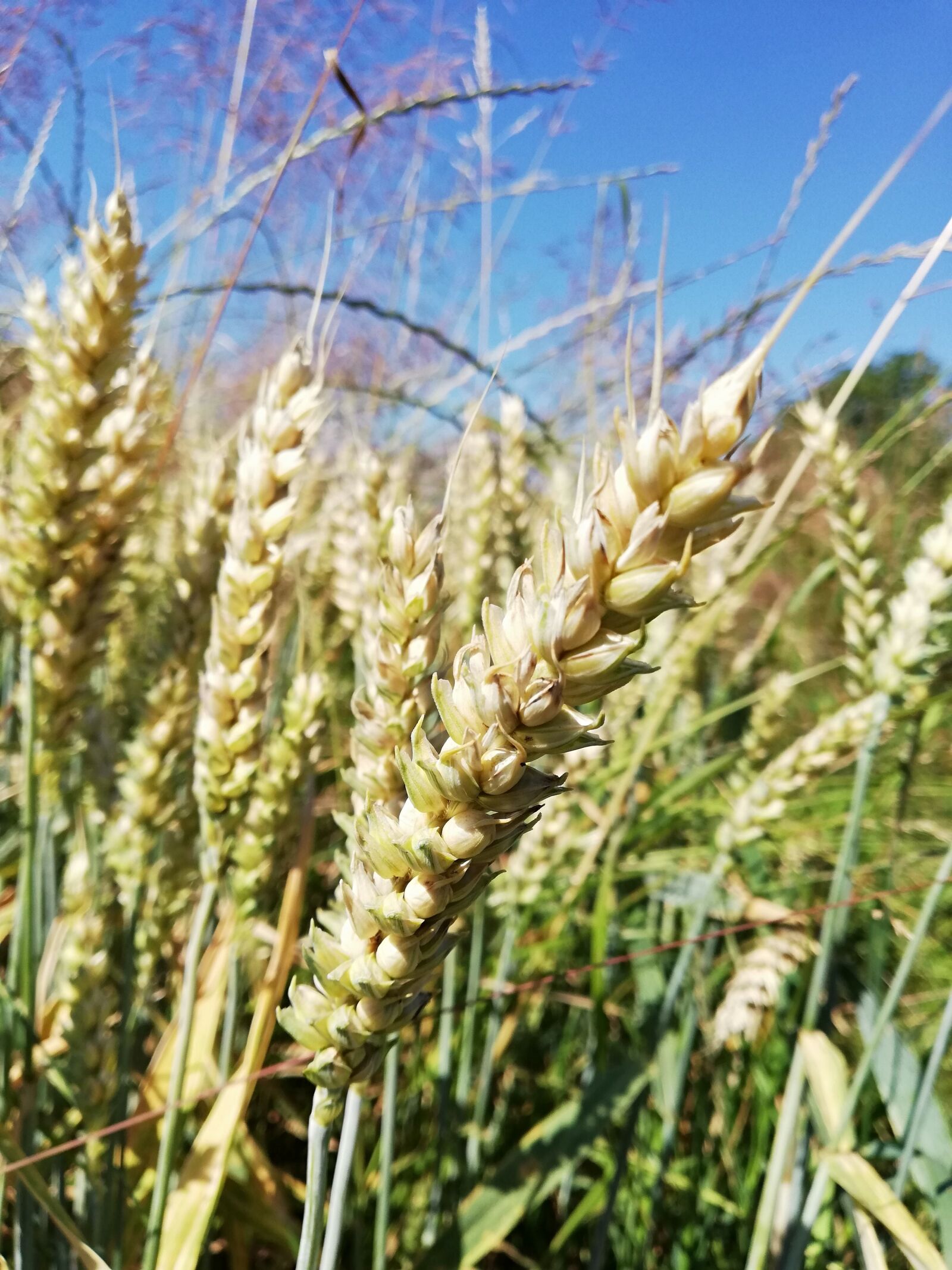 HUAWEI P20 lite sample photo. Cereals, rural district, wheat photography