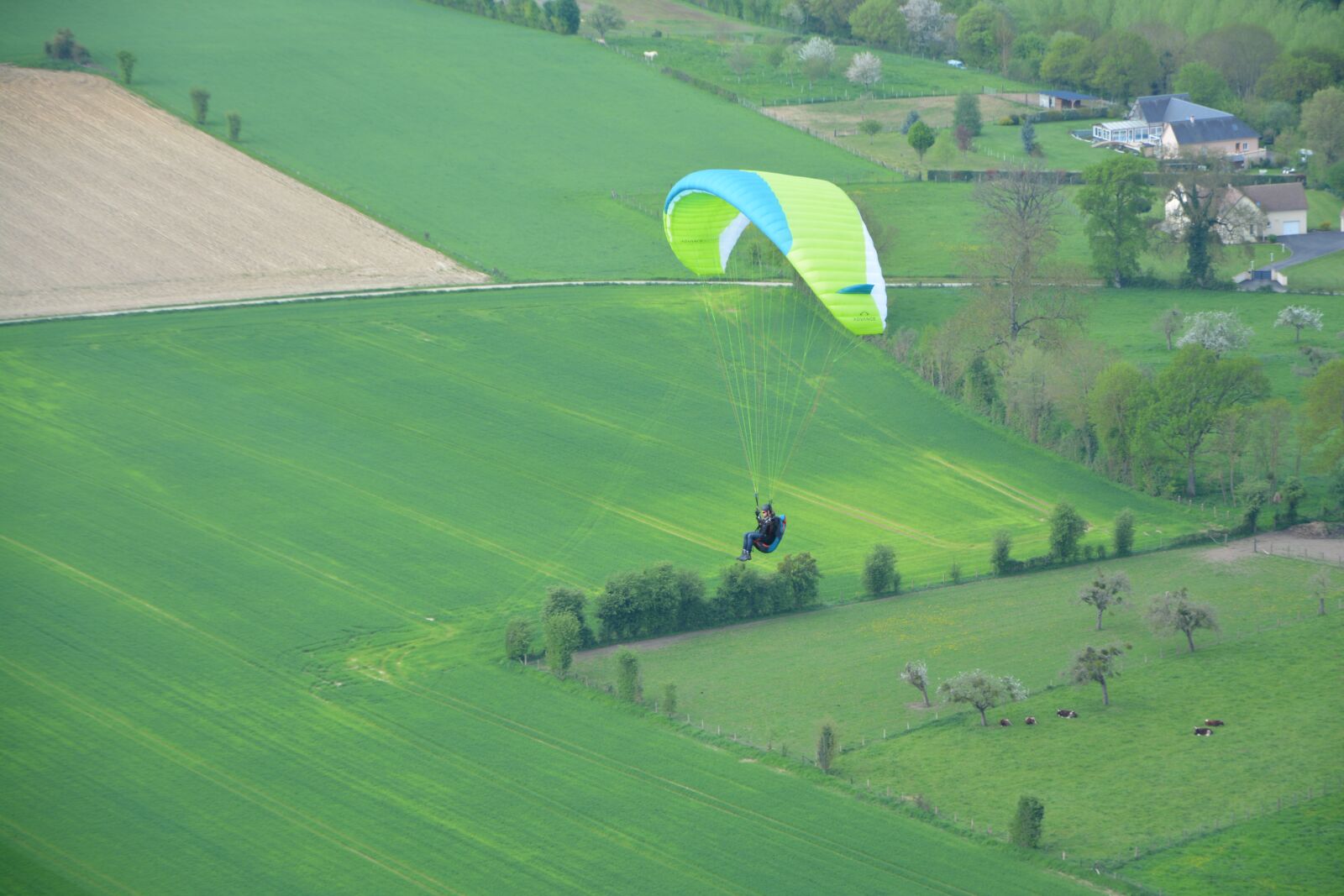 Nikon D5200 sample photo. Paragliding, sailing, wing yellow photography