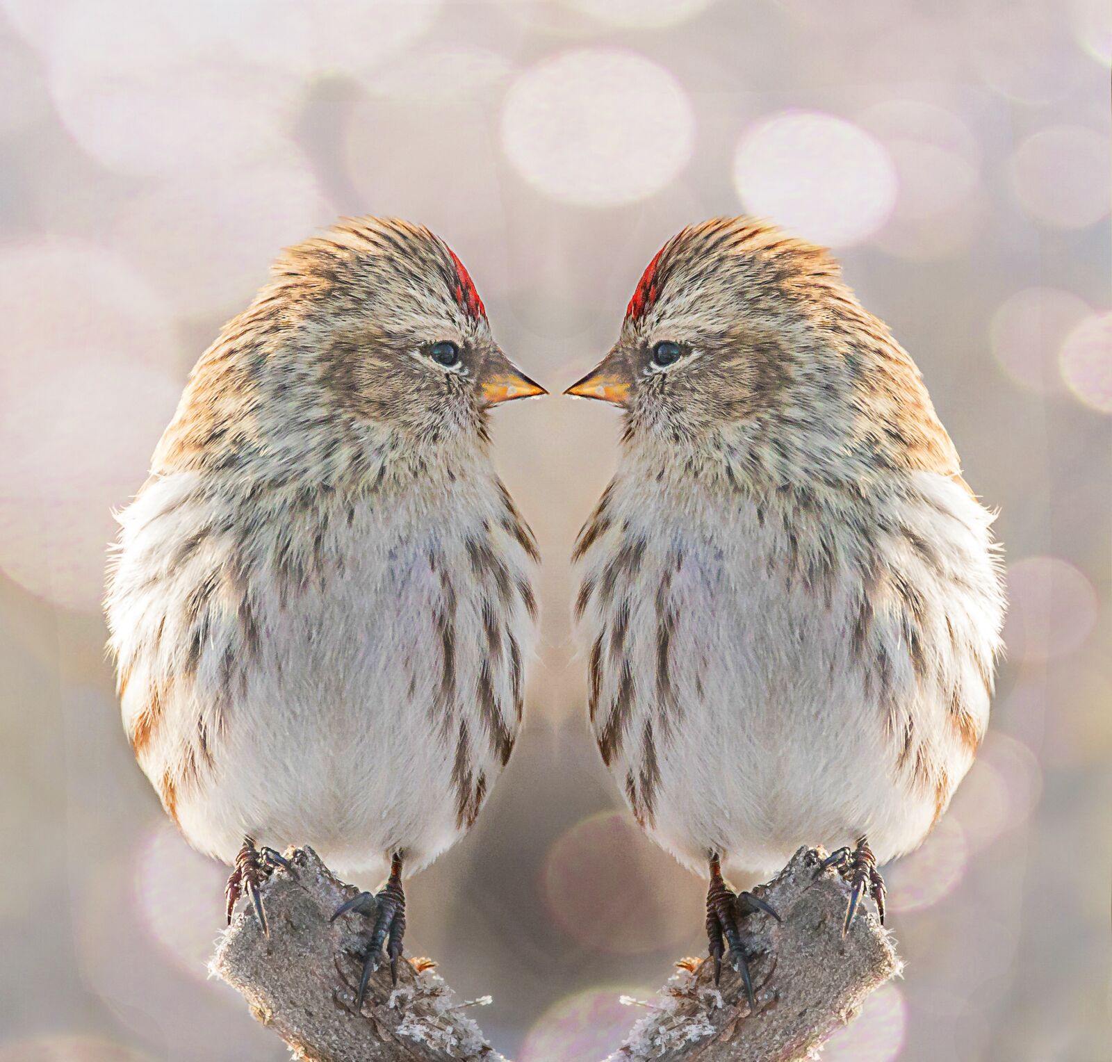Canon EOS 7D Mark II sample photo. Bird, nature, twin photography