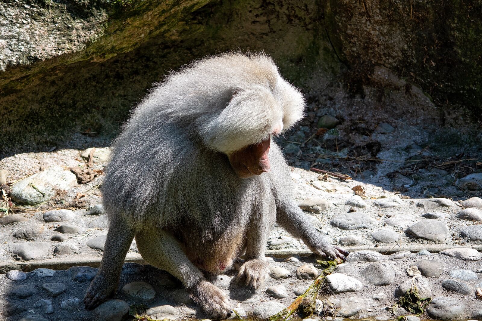 Nikon D7100 sample photo. Monkey, animal, mammal photography