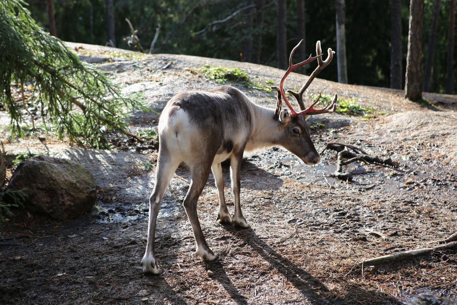 Canon EOS 6D + Canon EF 24-70mm F2.8L USM sample photo. Reindeer, lapland, mammal photography