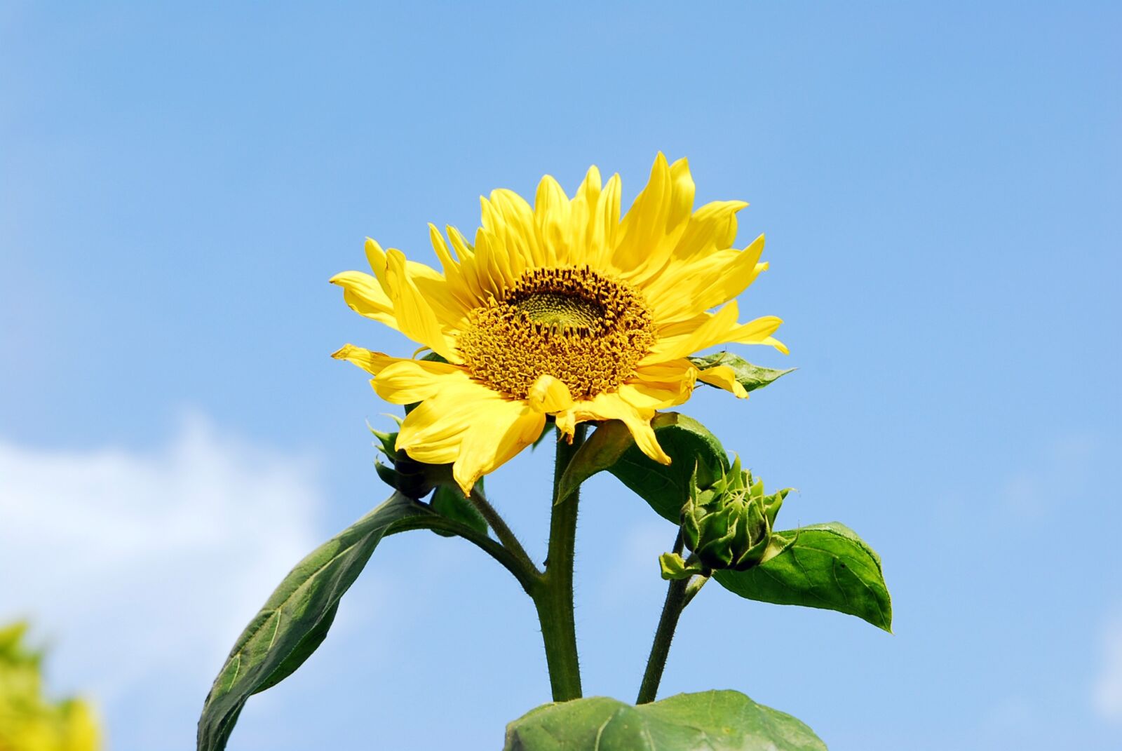 Nikon D200 sample photo. Autumn, sky park, sunflower photography