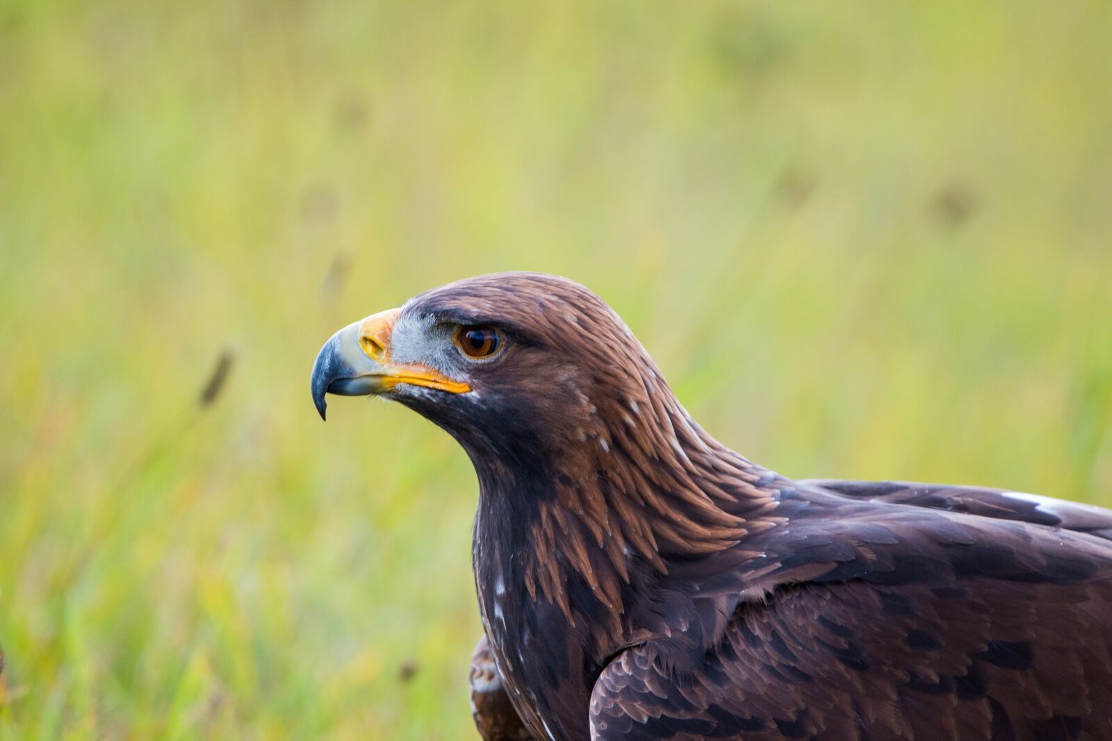 150-600mm F5-6.3 DG OS HSM | Contemporary 015 sample photo. Golden eagle, adler, bird photography