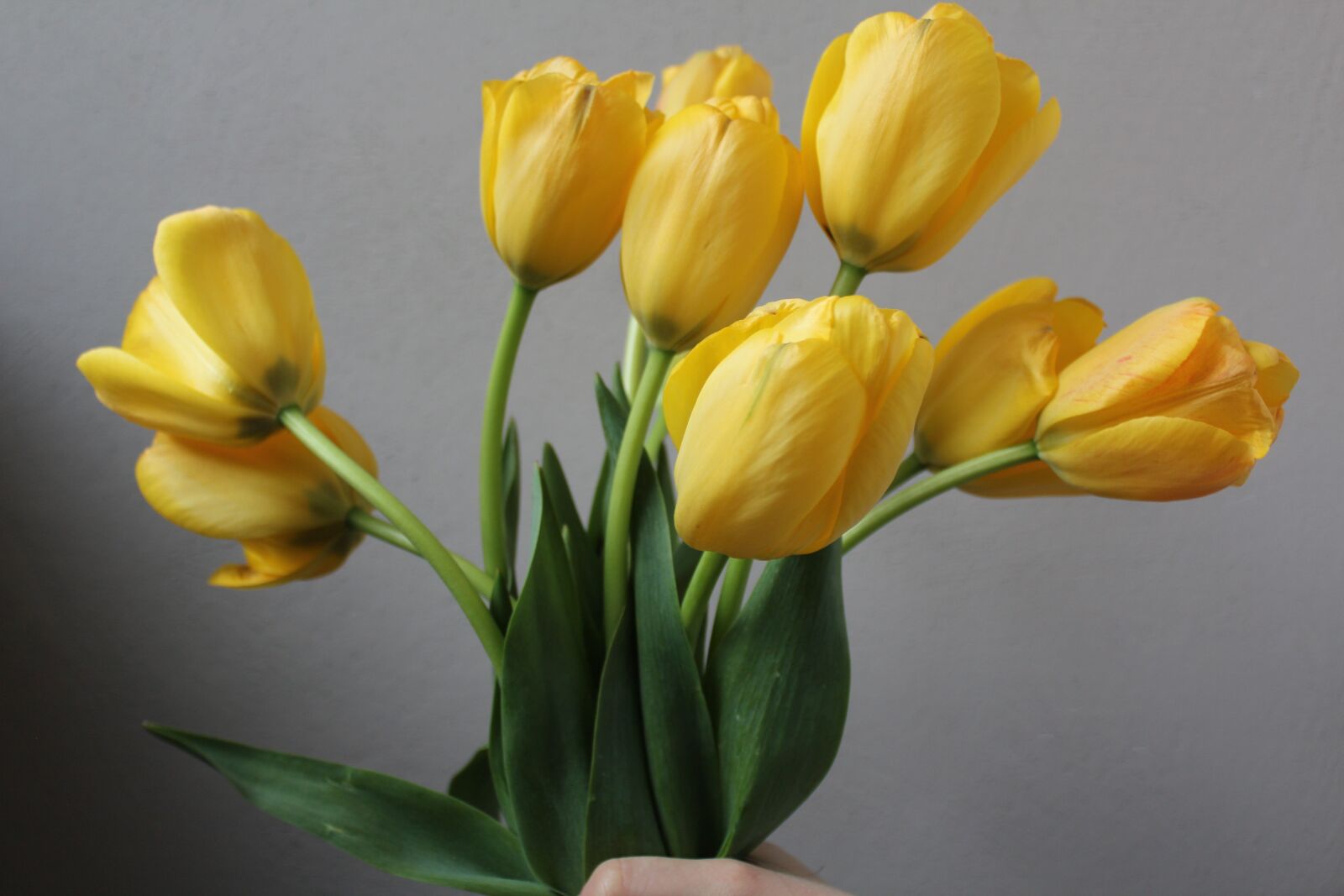 Canon EOS 1200D (EOS Rebel T5 / EOS Kiss X70 / EOS Hi) sample photo. Yellow, tulips, flowers photography