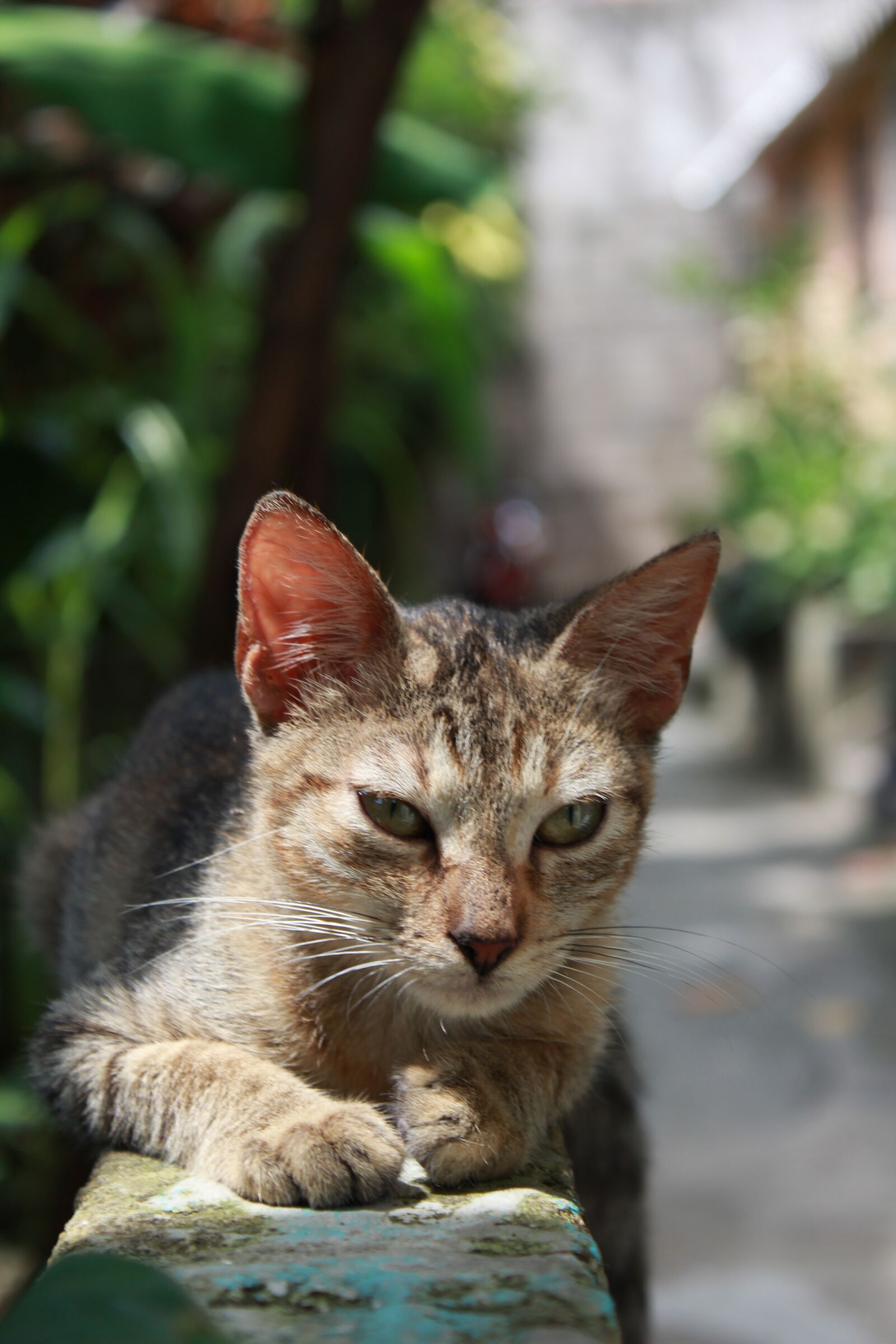Canon EOS 1200D (EOS Rebel T5 / EOS Kiss X70 / EOS Hi) sample photo. Animalia, nice, cat photography