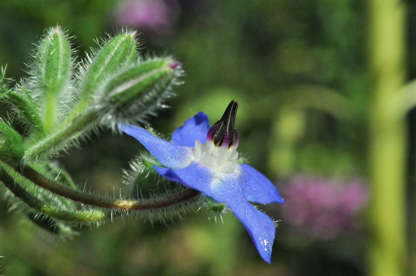 Nikon D5000 sample photo. Borage, flower, blue flower photography
