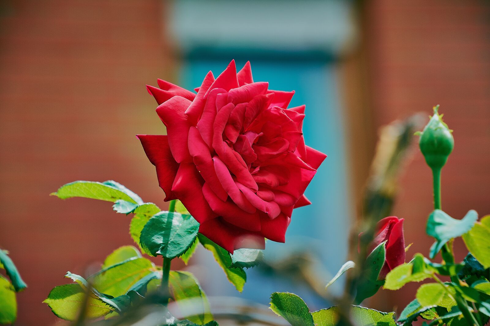 Nikon D7200 sample photo. Rosa, red, roses photography