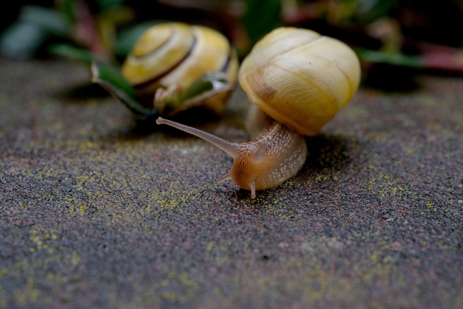 Fujifilm X-T20 sample photo. Snails, escargots, mollusk photography