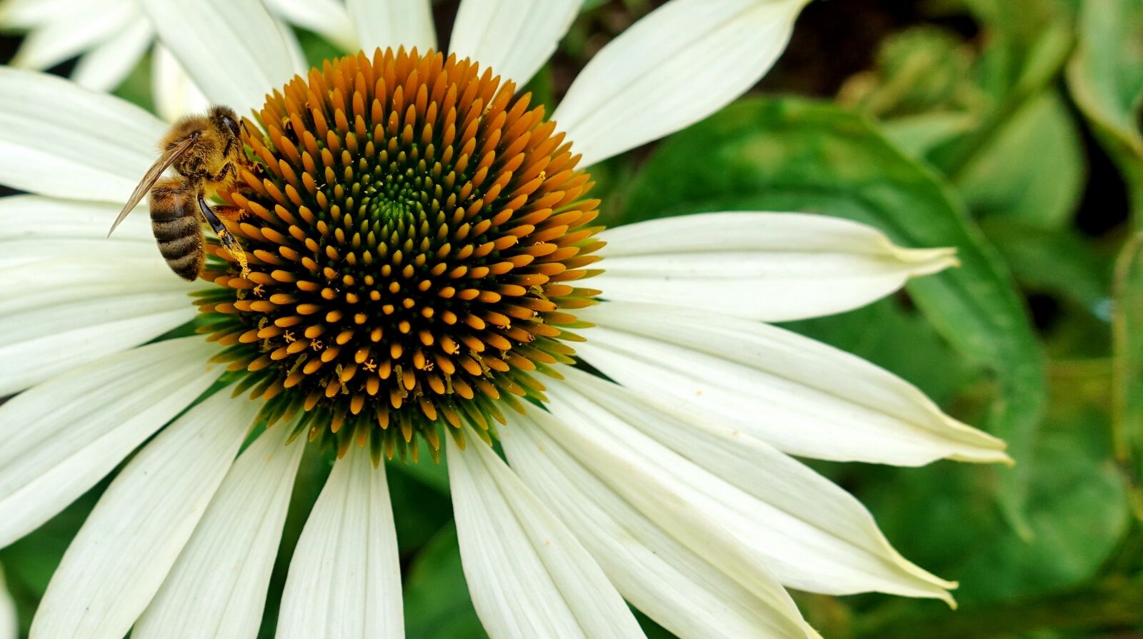 Sony DSC-RX100M5 sample photo. Flower, summer, bee photography