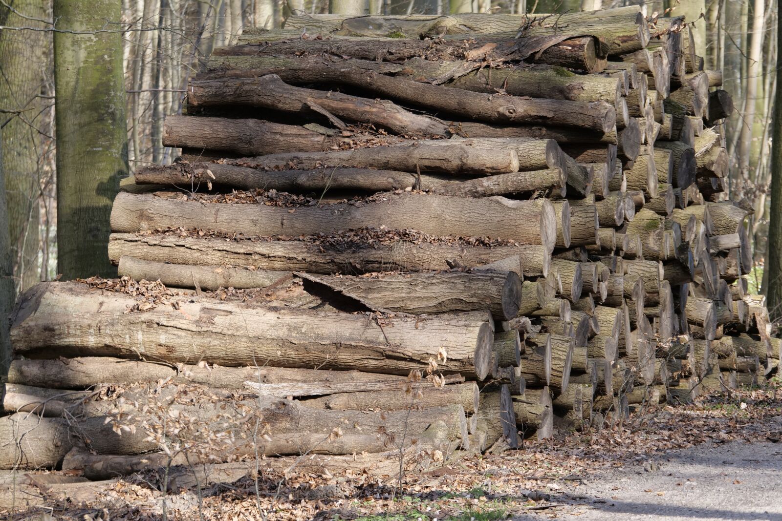 Panasonic Lumix DC-G9 sample photo. Nature, tree, wood photography