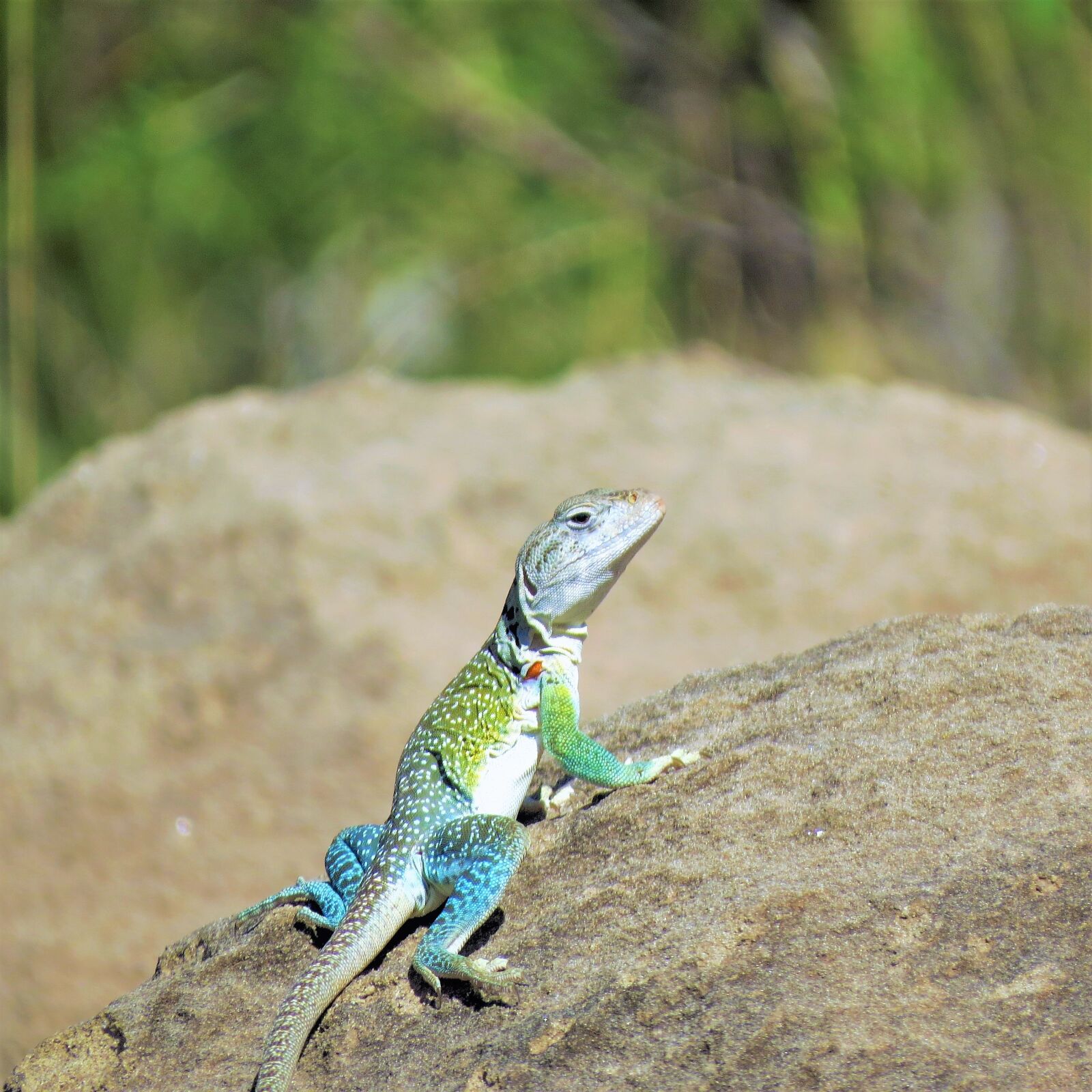 Canon PowerShot SX50 HS sample photo. Reptile, lizard, colorful photography