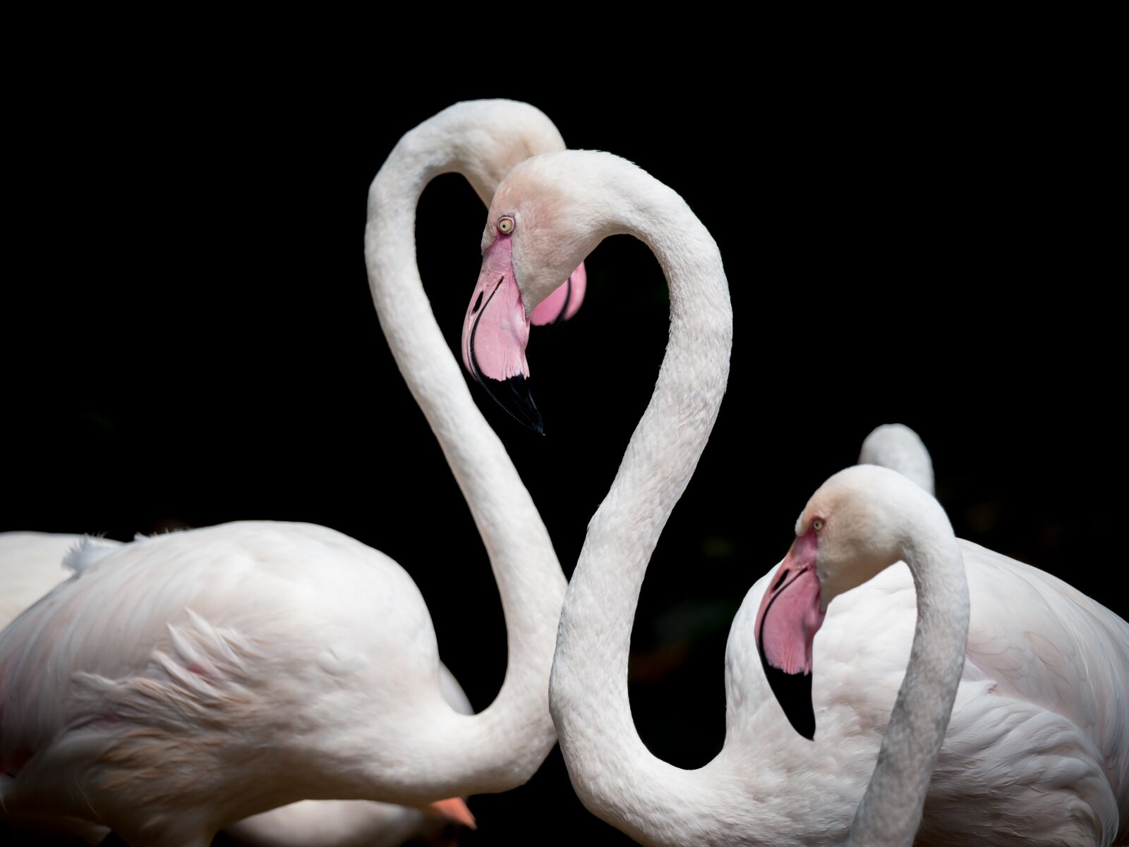 LEICA DG 100-400/F4.0-6.3 sample photo. Flamingo, bird, love photography