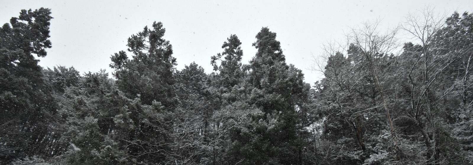 Nikon D3500 sample photo. Snow, white, black photography