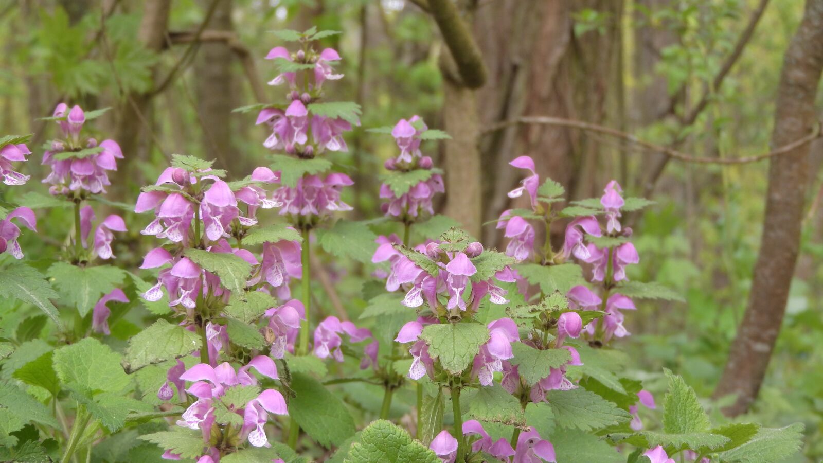 Nikon Coolpix P610 sample photo. Hluchavka speckled, lamium maculatum photography