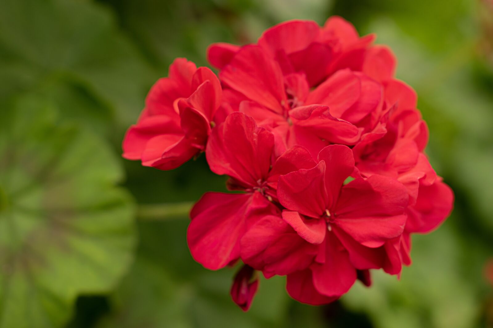 Nikon D3300 sample photo. Flower, red, flowers photography