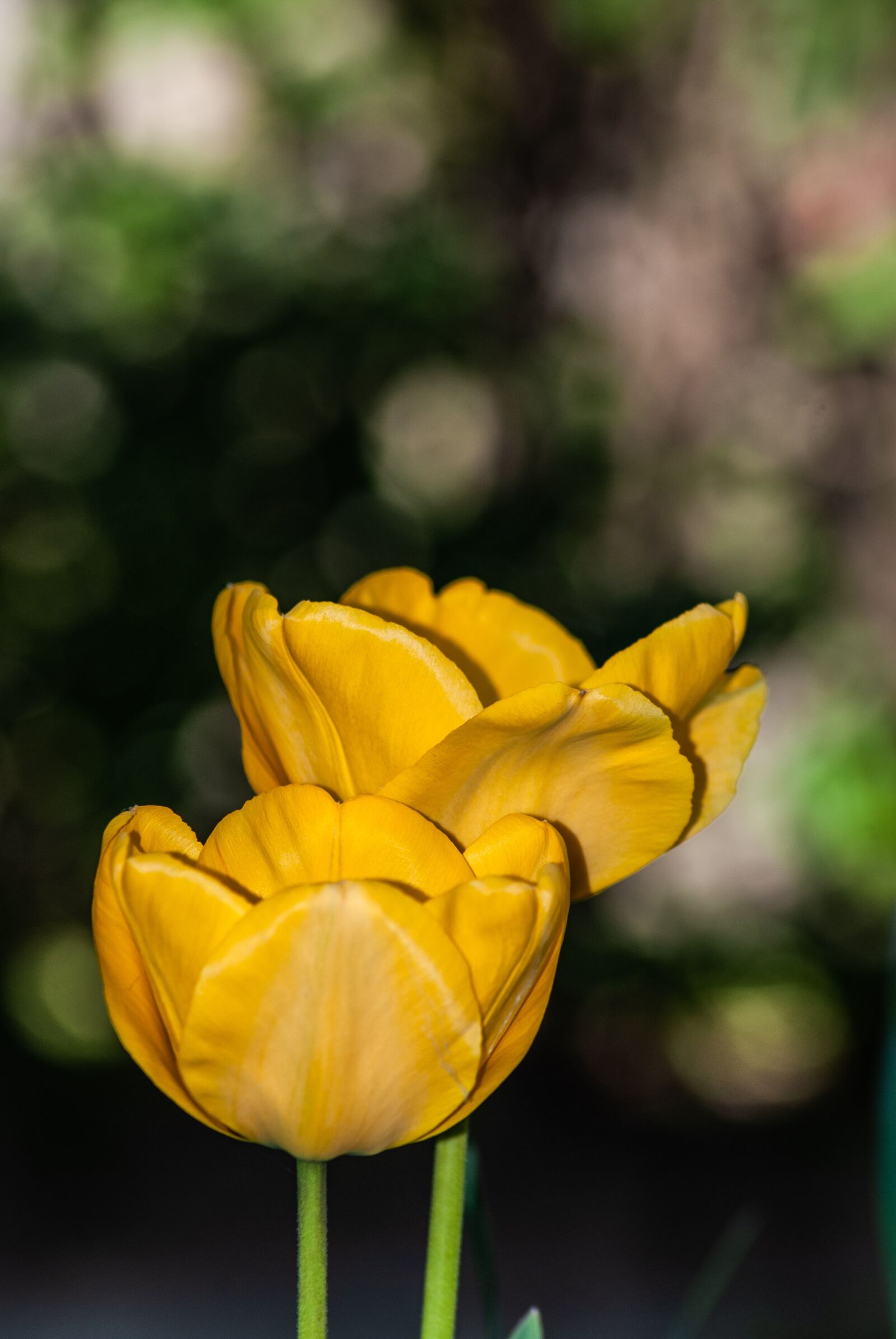 Nikon D60 sample photo. Tulip, tulips, flowers photography