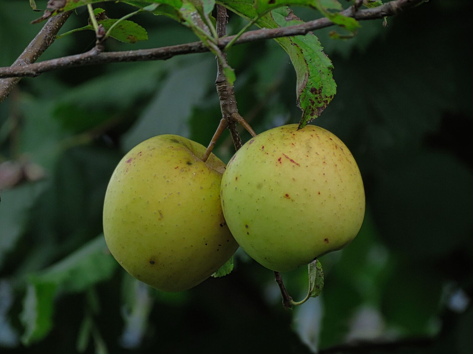 Canon PowerShot SX40 HS sample photo. Apple, fruit, natural photography