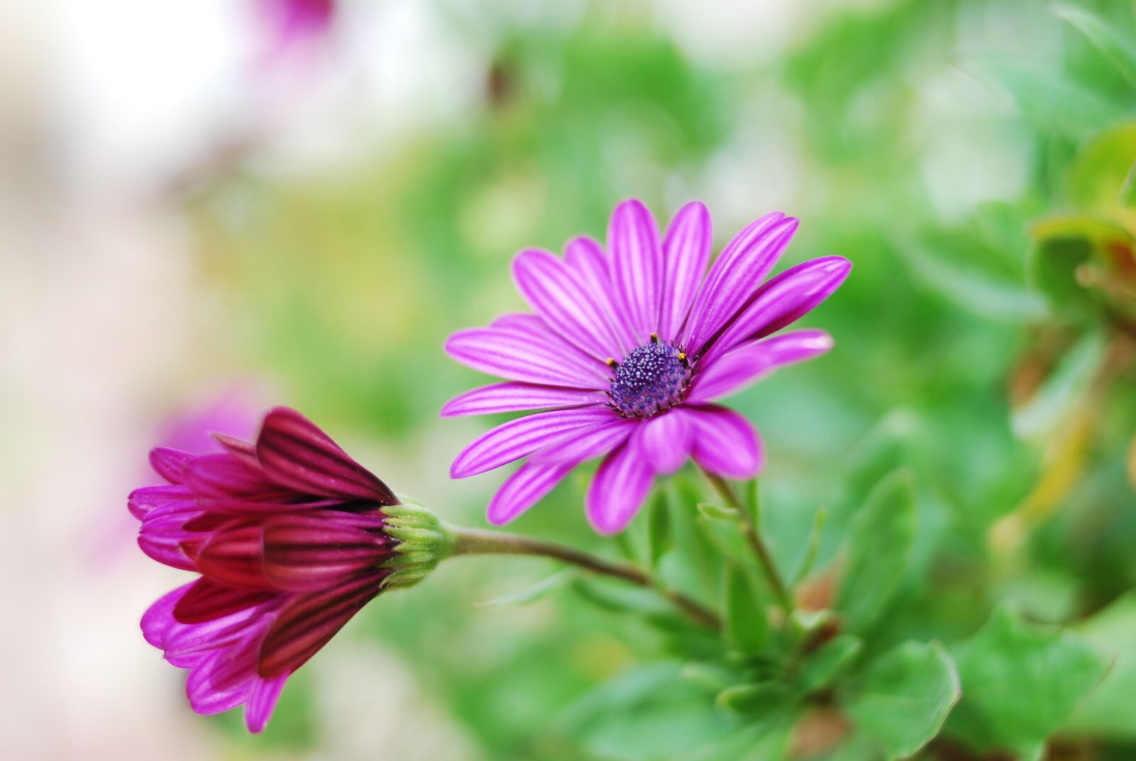 Nikon D80 sample photo. Nature, plant, flower photography