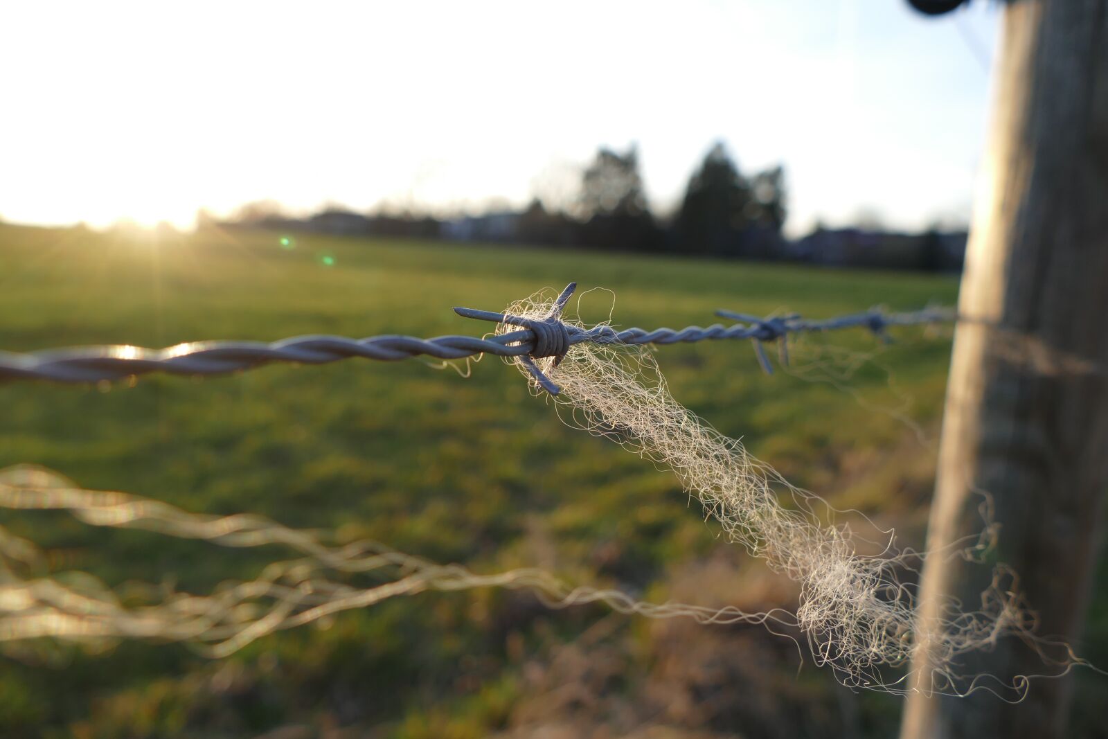Panasonic Lumix DMC-FZ1000 sample photo. Barbed wire, fence, wire photography