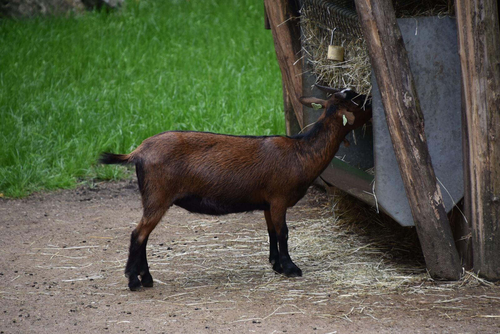 Nikon D750 sample photo. Goat, animal, horns photography