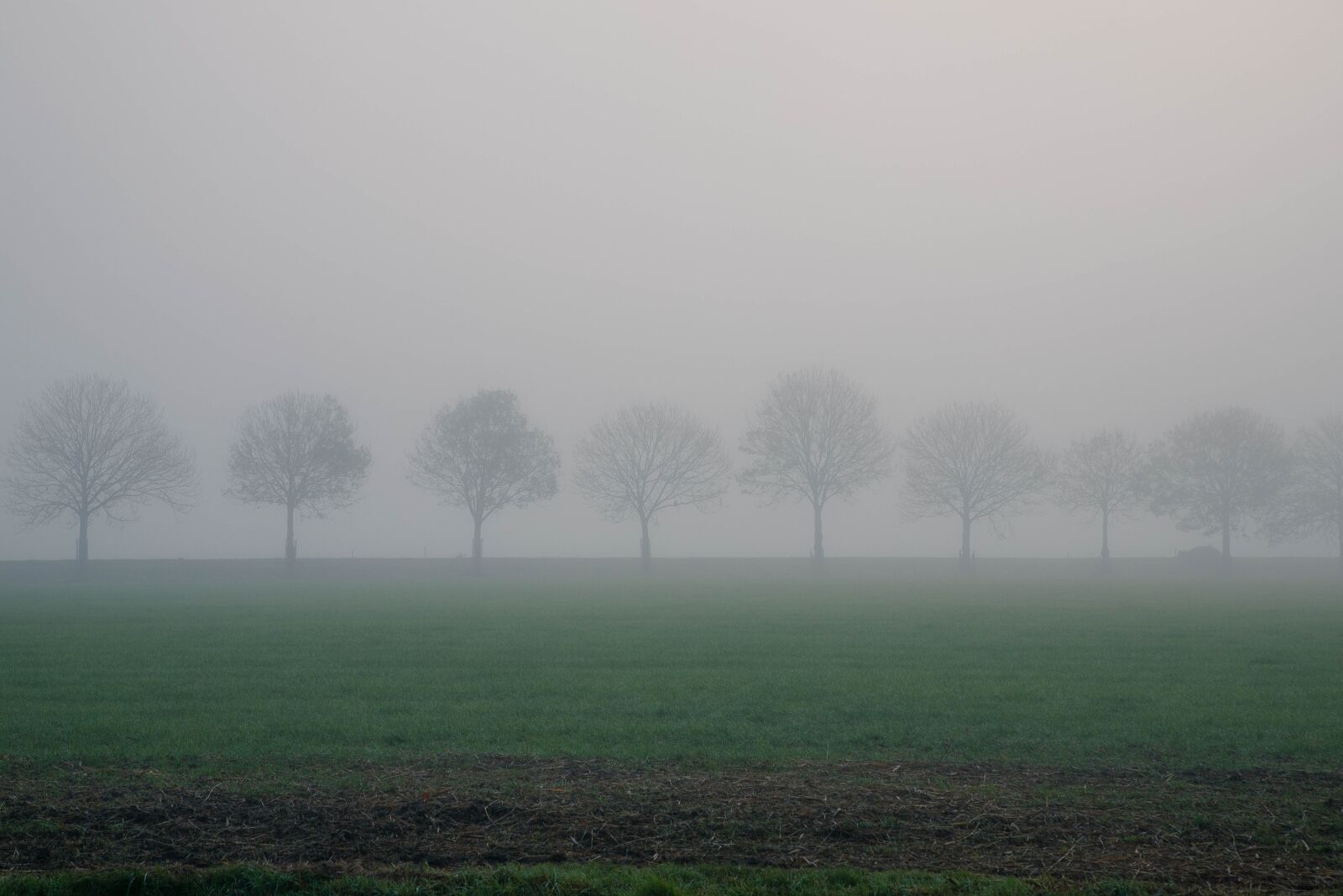Canon EOS 6D Mark II sample photo. Trees, row of trees photography