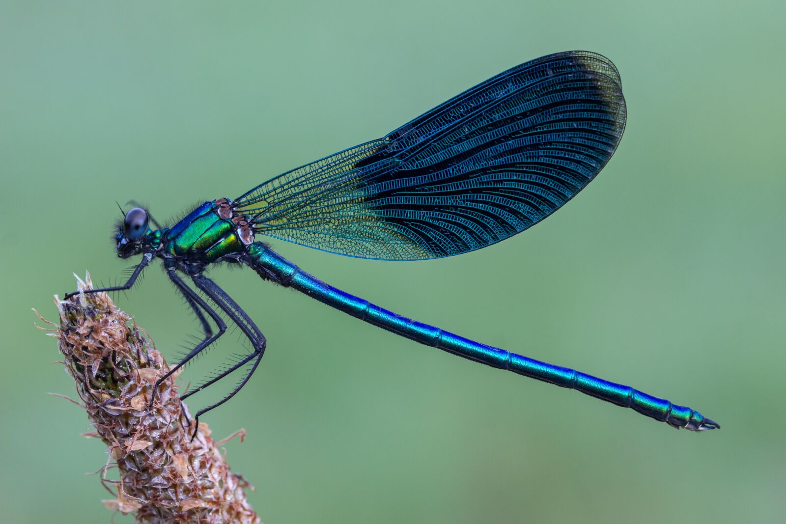 Canon EF-S 60mm F2.8 Macro USM sample photo. Macro, dragonfly, insect photography