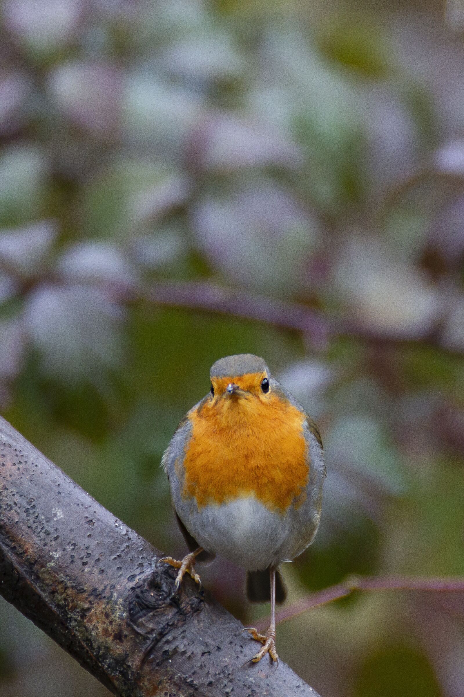 Canon EOS 7D sample photo. Robin, bird, forest photography
