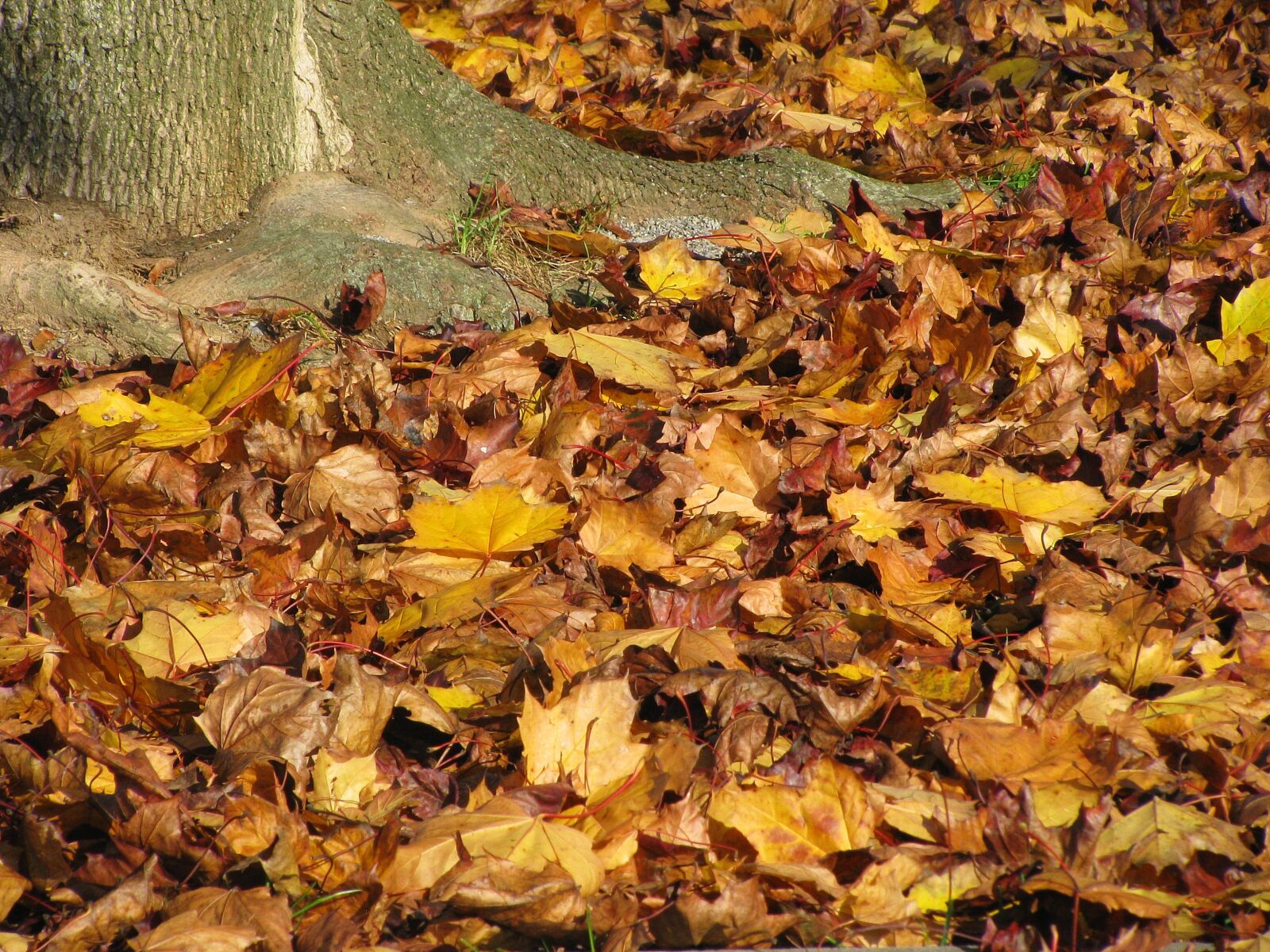 Canon POWERSHOT SX100 IS sample photo. Fall foliage, autumn, colorful photography