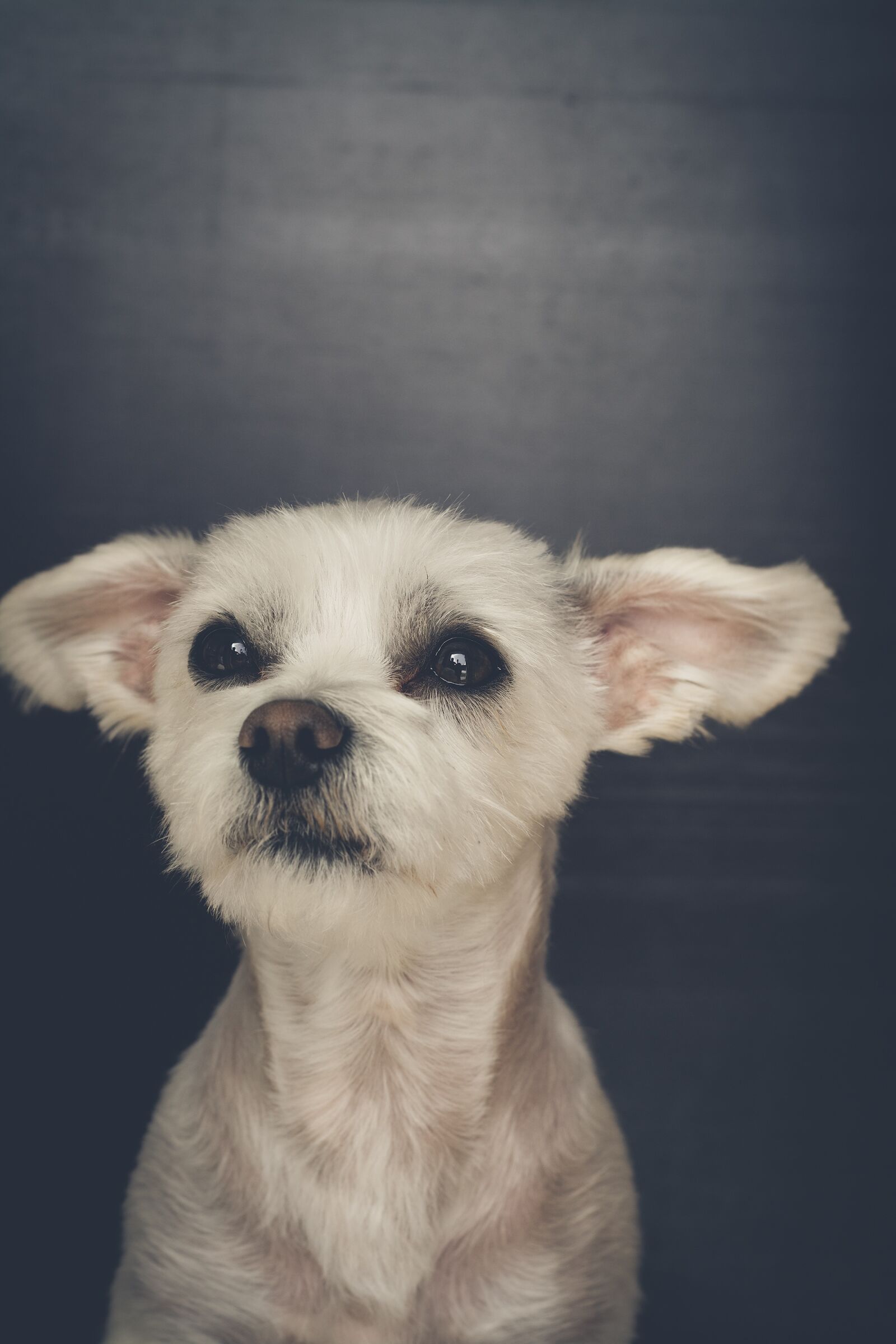 Nikon D7100 sample photo. Dog, white, small photography