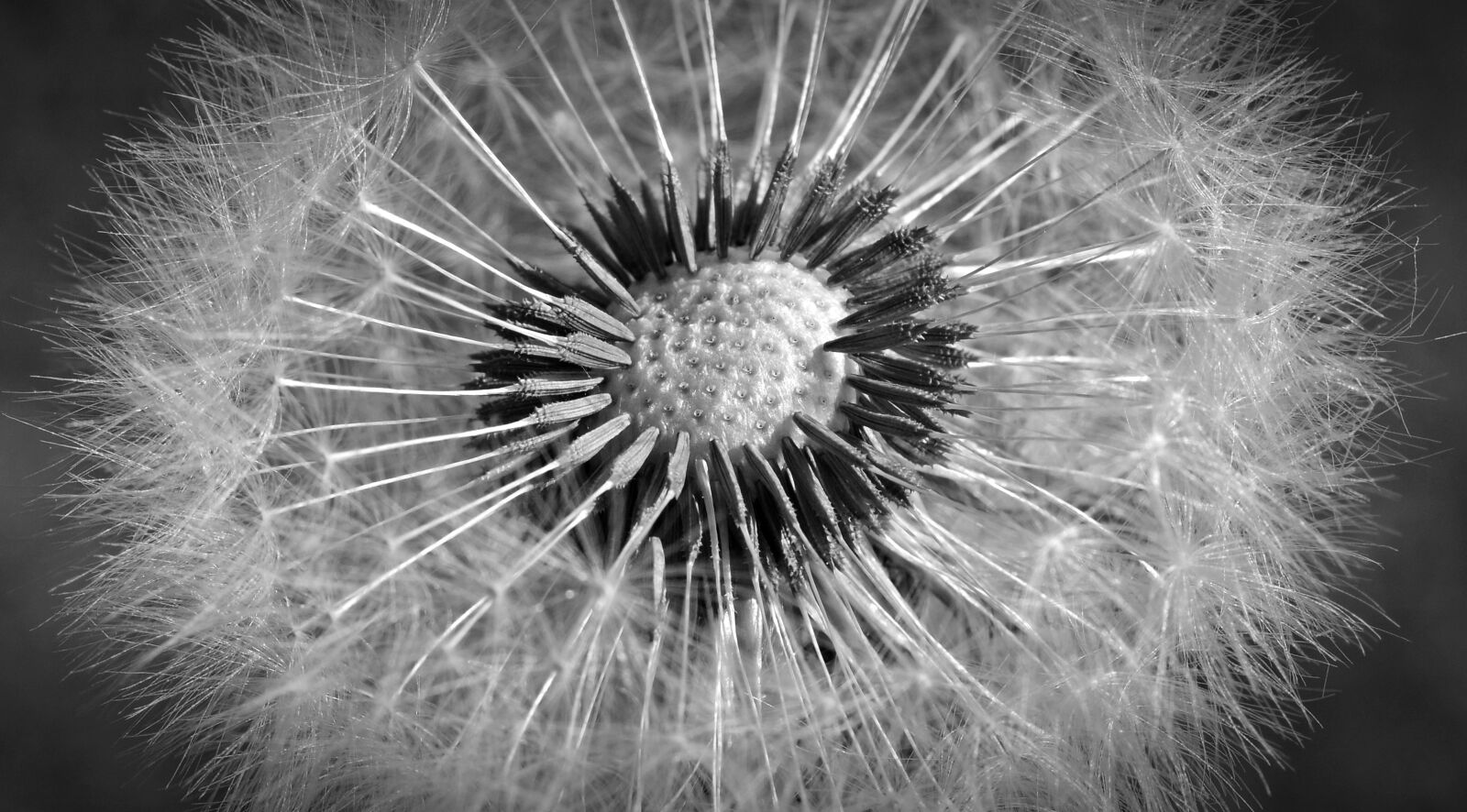 Nikon D5200 sample photo. Dandelion, close up, macro photography
