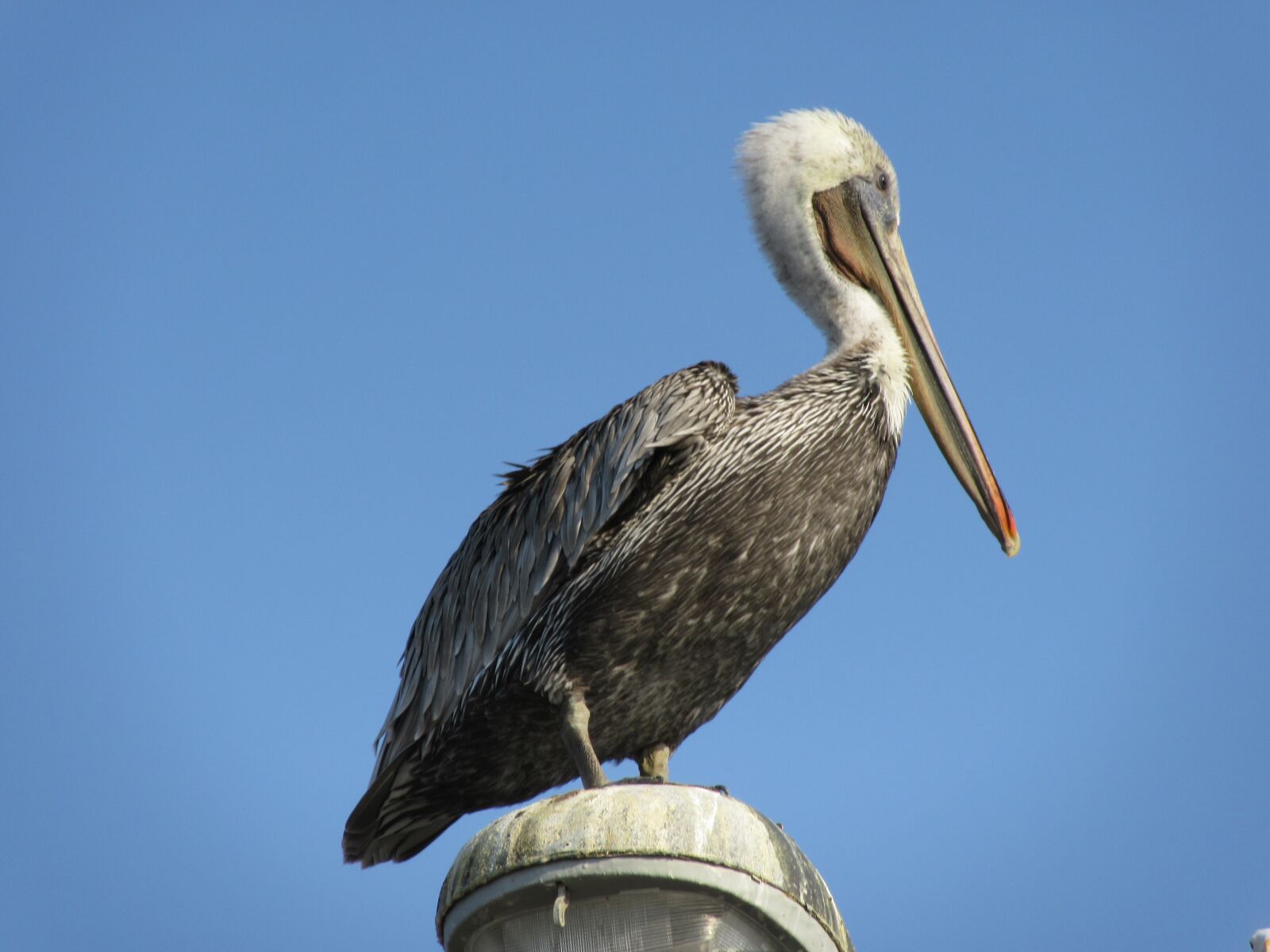 Canon PowerShot SX610 HS sample photo. Pelican, bird, wildlife photography