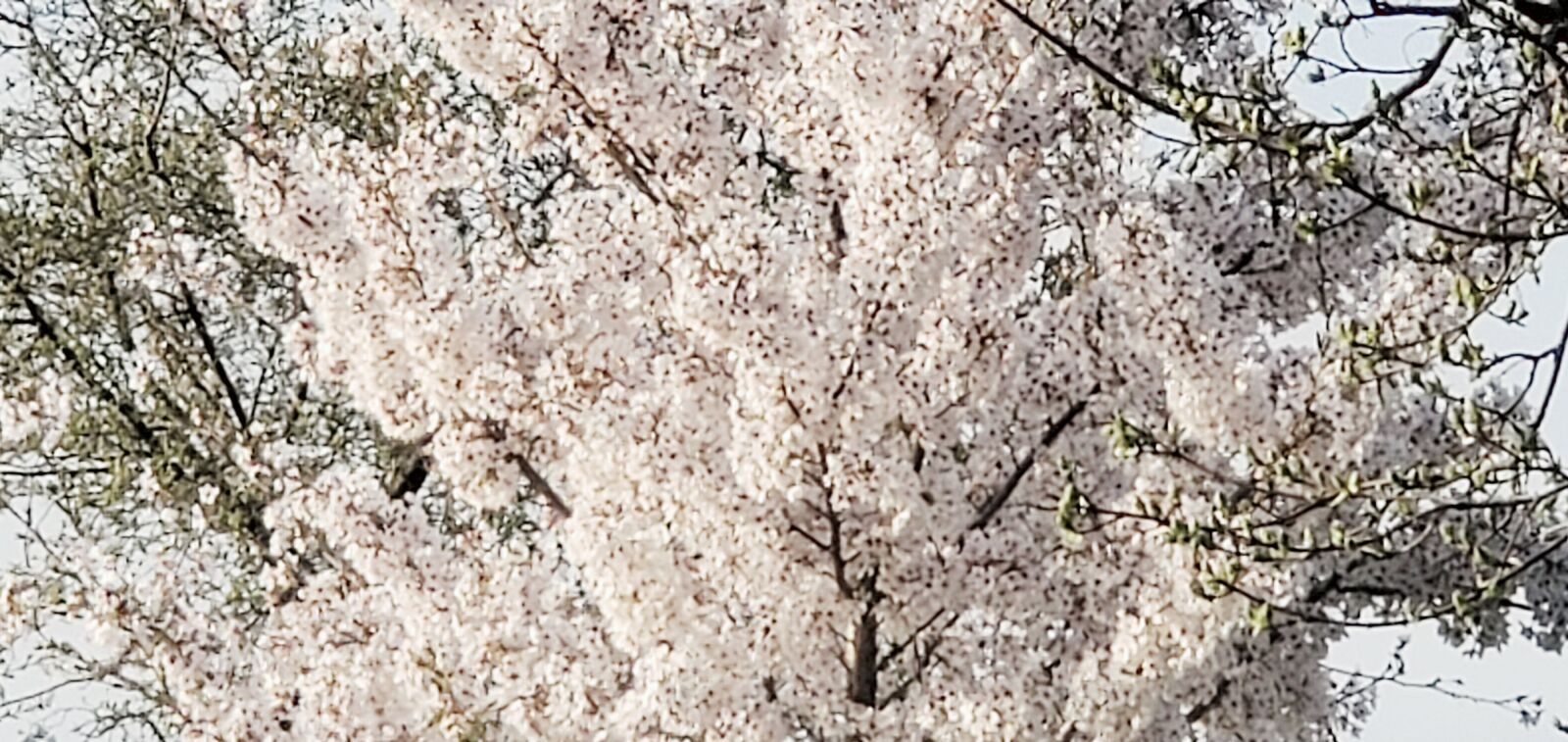 Samsung Galaxy S10+ sample photo. Tree, sky, stuff photography