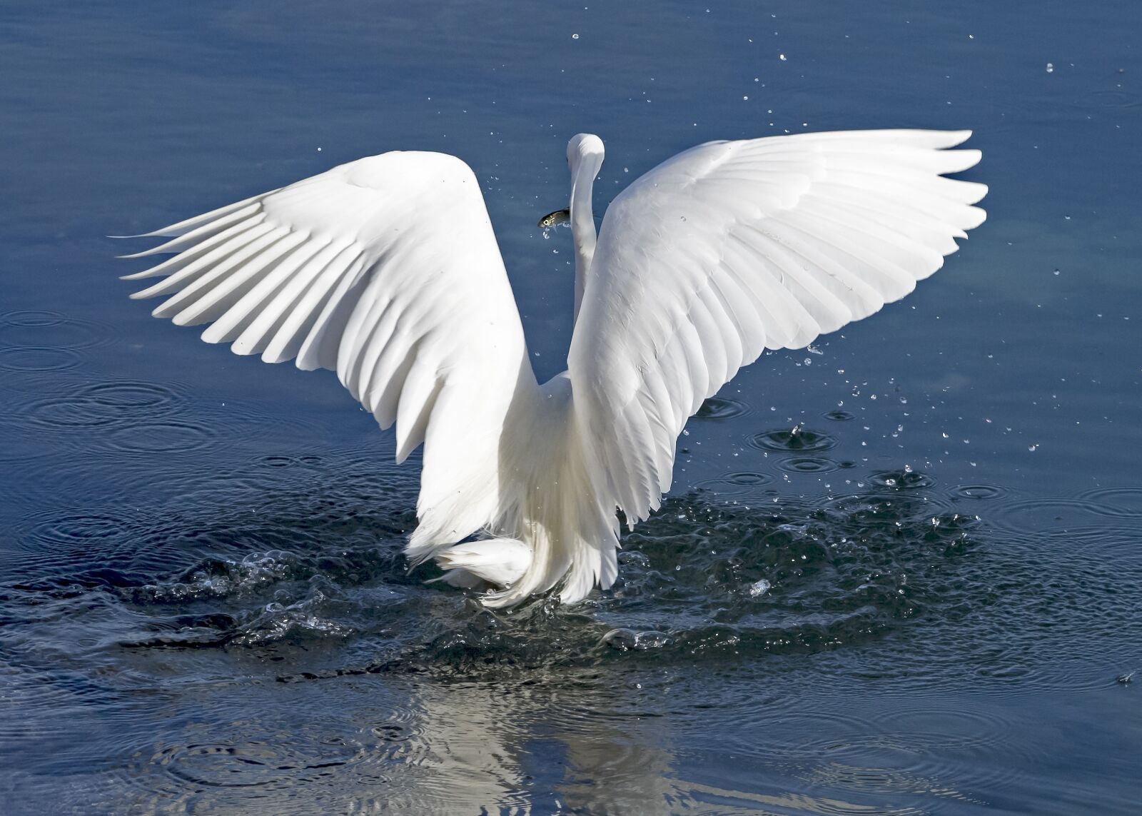 Nikon D5 sample photo. Heron, white, bird photography