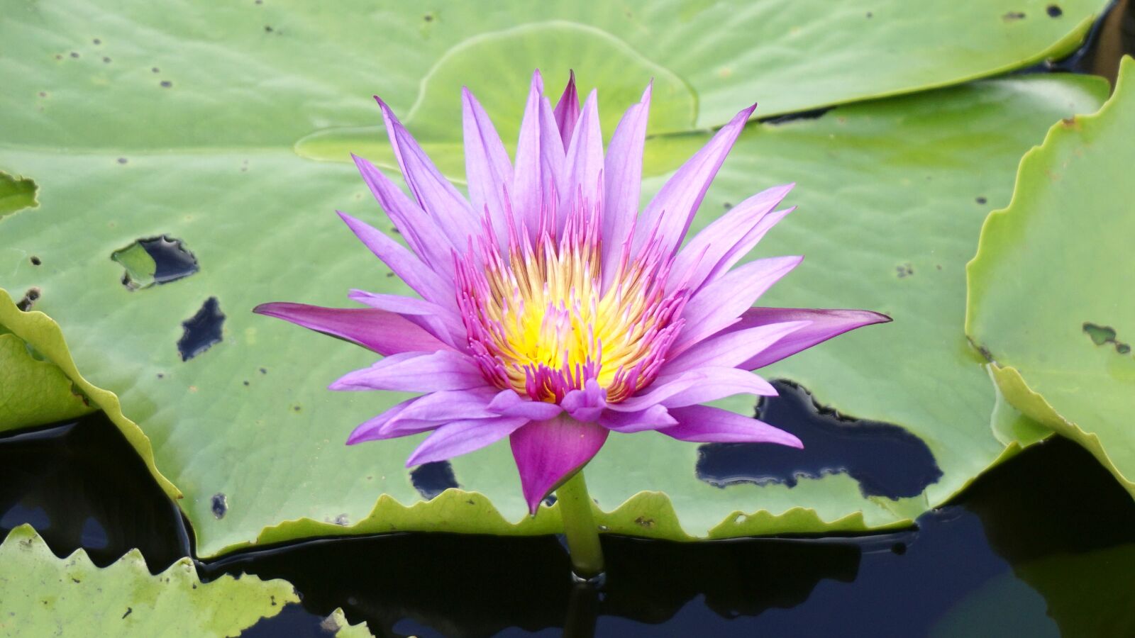 Sony a5100 sample photo. Pond, lotus, water plant photography