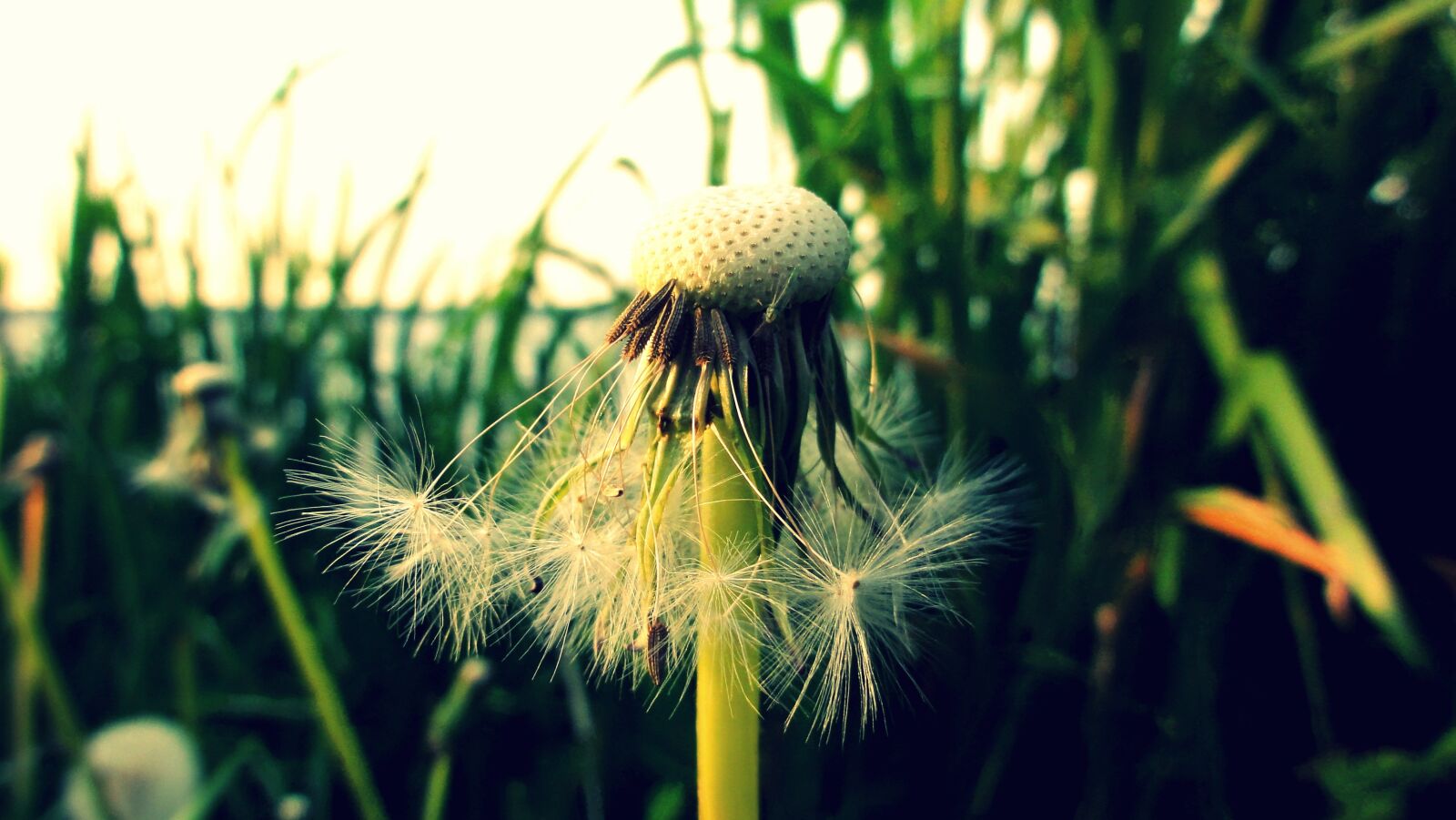 Sony DSC-HX5V sample photo. Dandelion, sonchus oleraceus, nuns photography