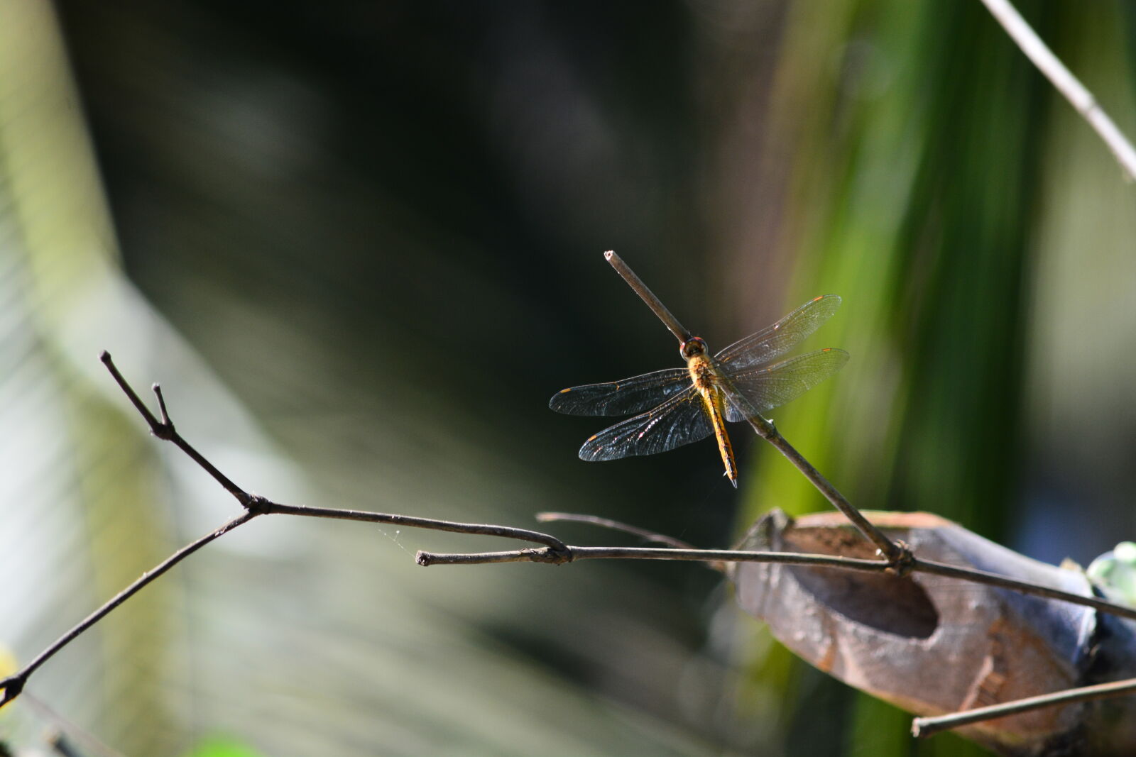Nikon D7100 sample photo
