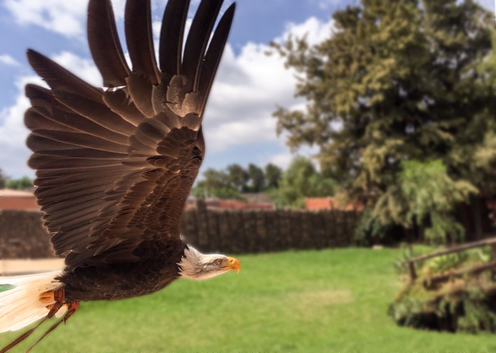 Apple iPhone 6 sample photo. Eagle bald eagle, flying photography