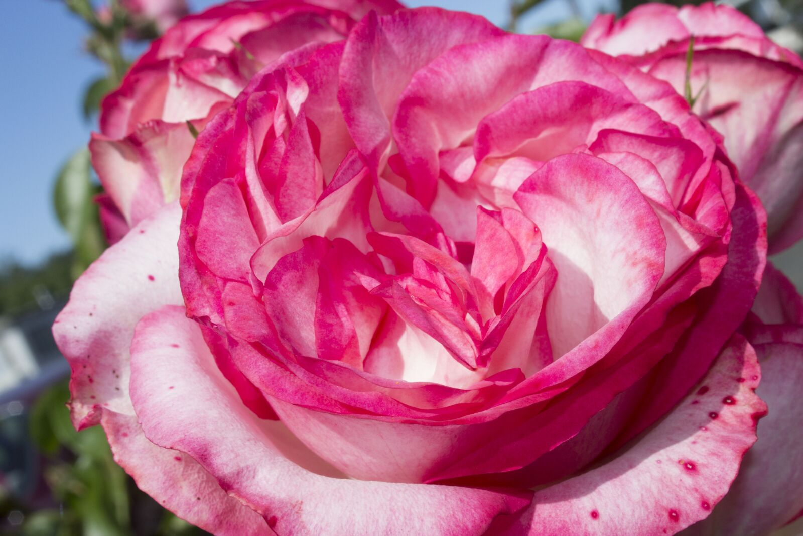 Canon EOS 600D (Rebel EOS T3i / EOS Kiss X5) sample photo. Rose, multicolored, bloom photography