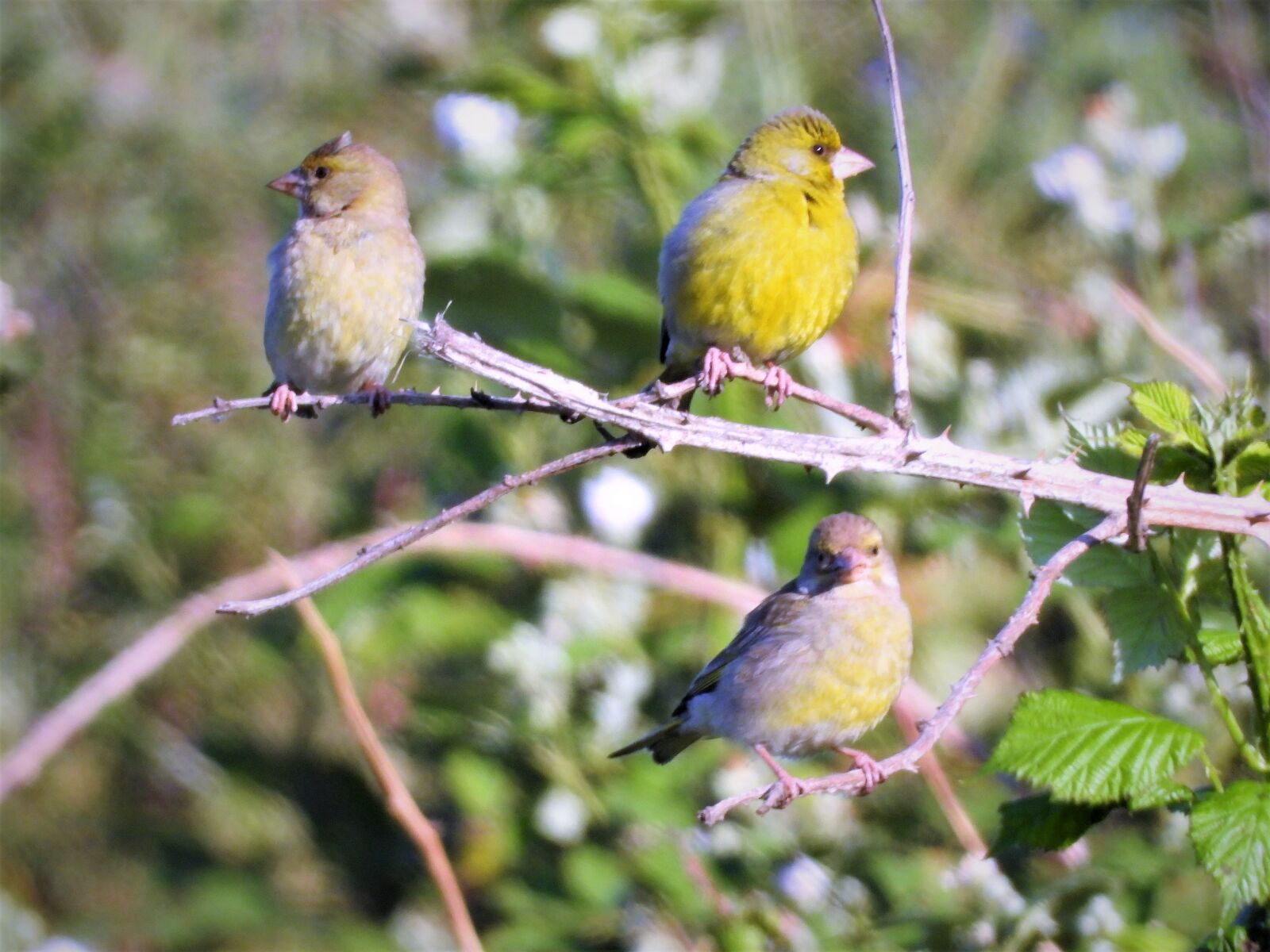 Nikon Coolpix P1000 sample photo. Greenfinch, bird, animal world photography