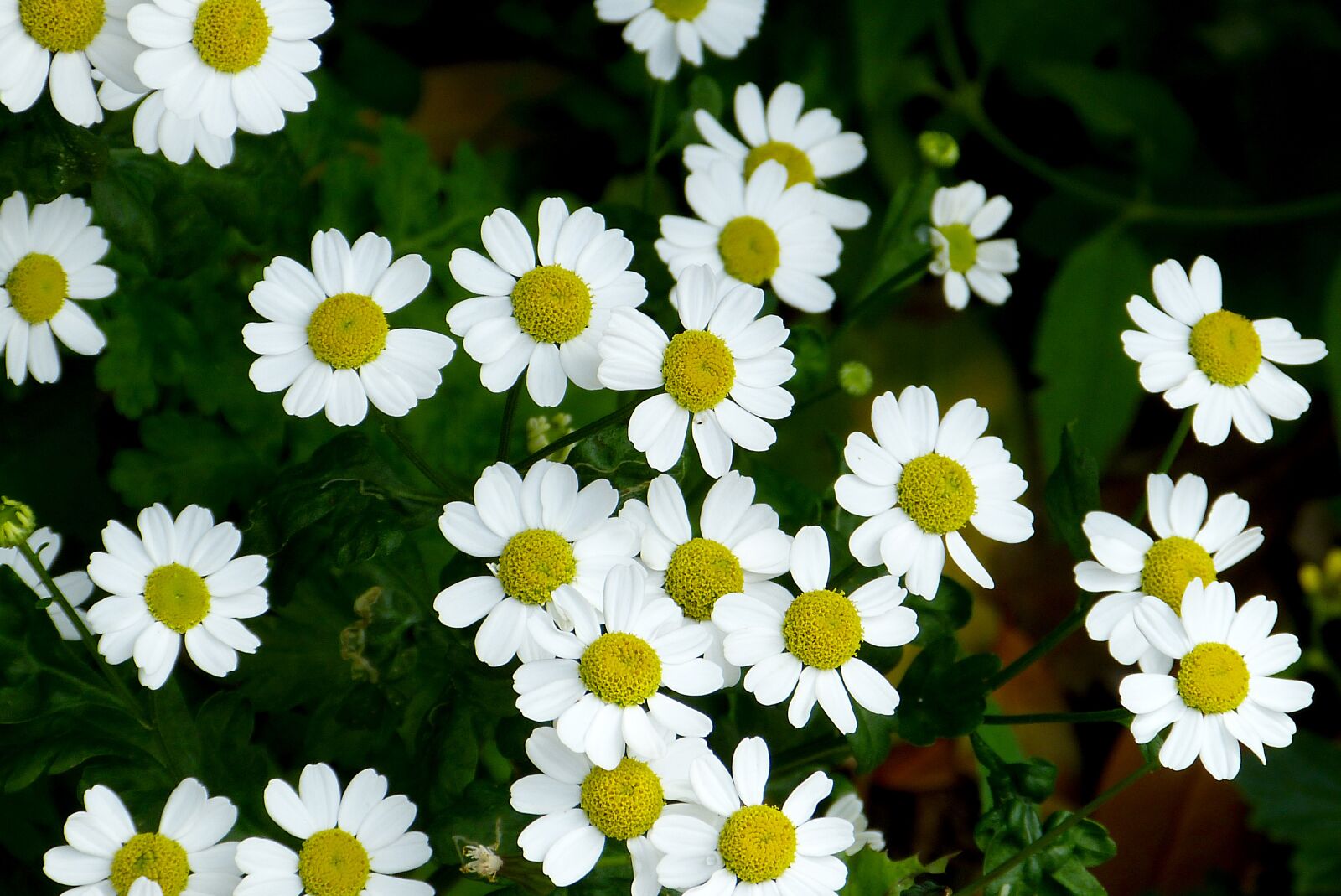 Panasonic Lumix DMC-FZ150 sample photo. Flowers, garden, plant photography
