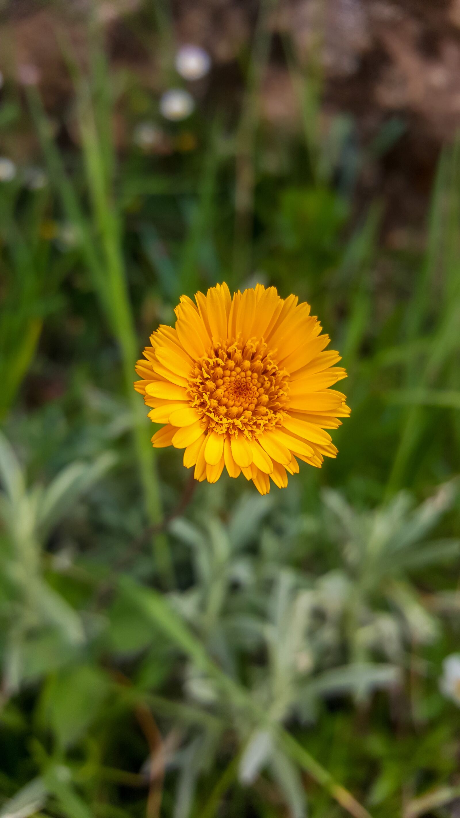 Samsung Galaxy S6 sample photo. Nature, plant, flower photography