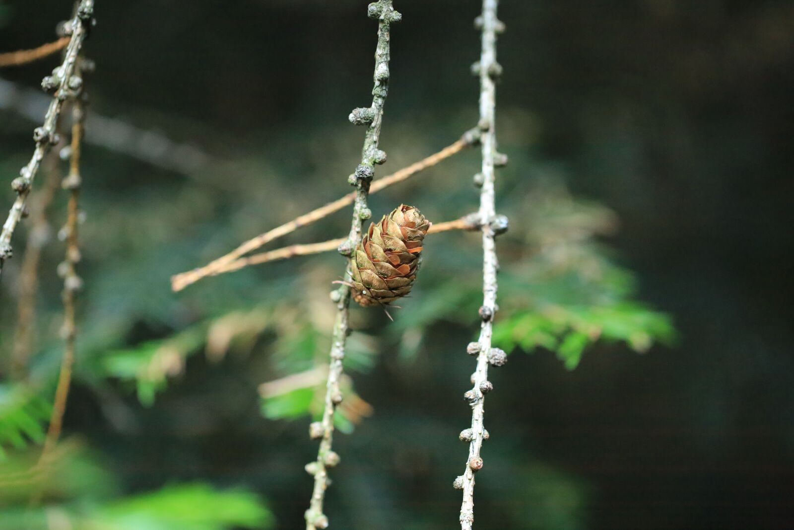 Canon EF 100mm F2.8L Macro IS USM sample photo. Tap, pine, branch photography