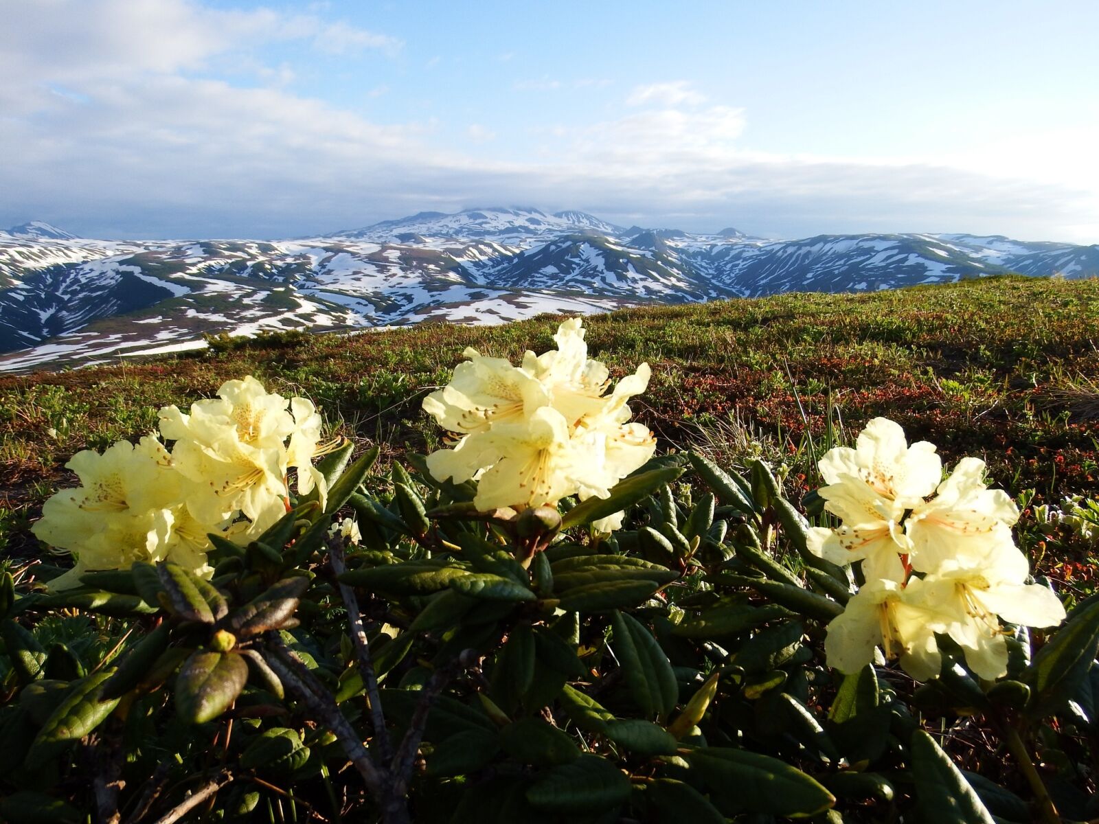 Fujifilm FinePix S1 sample photo. Rhododendrons, mountain plateau, summer photography