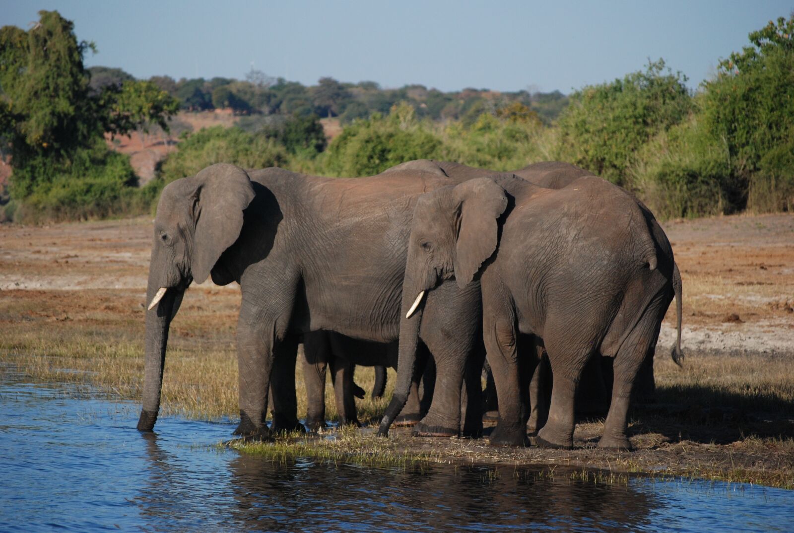 Nikon D80 sample photo. Wildlife, elephant, mammal photography