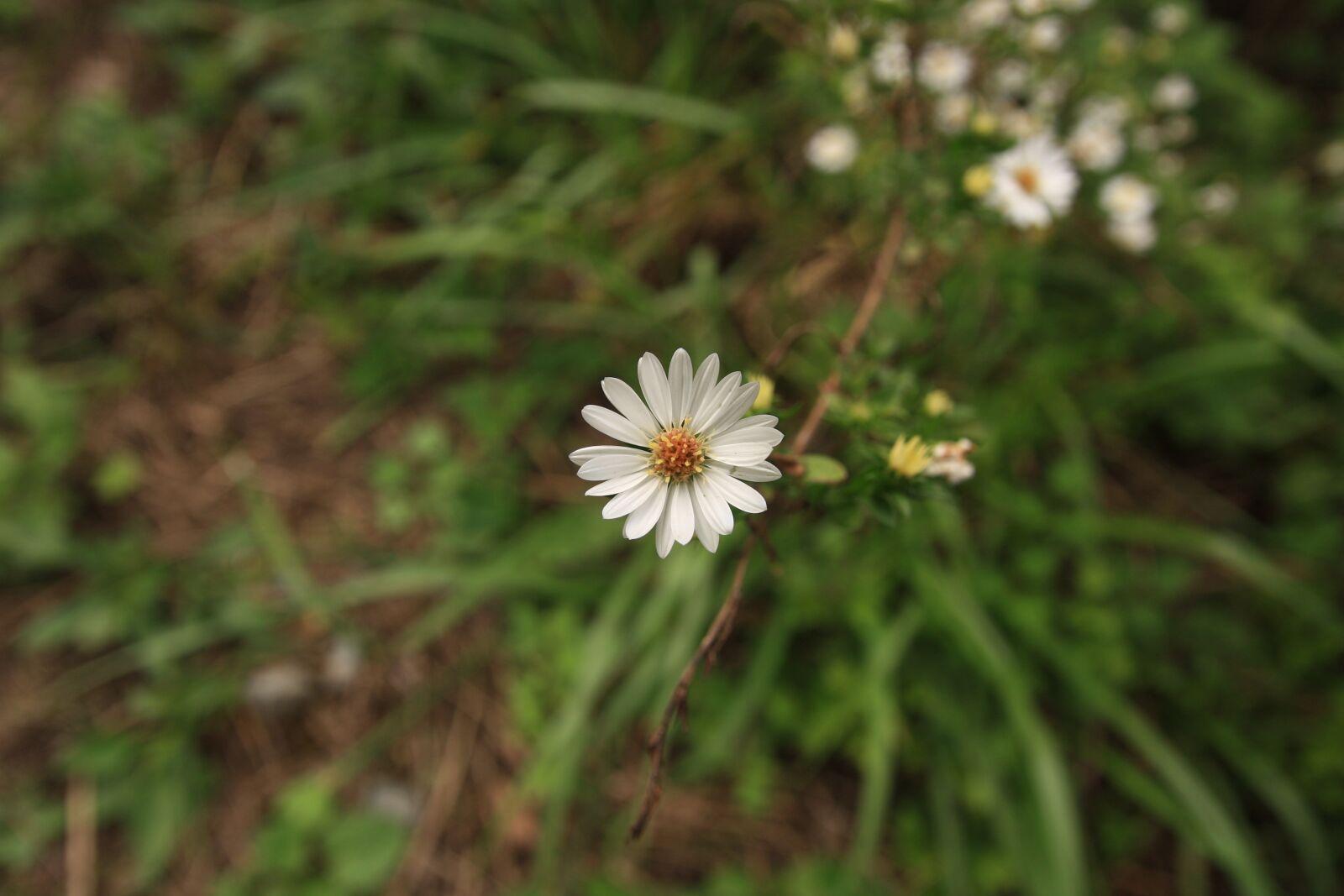 Canon EOS 40D sample photo. Wormwood some competition, the photography