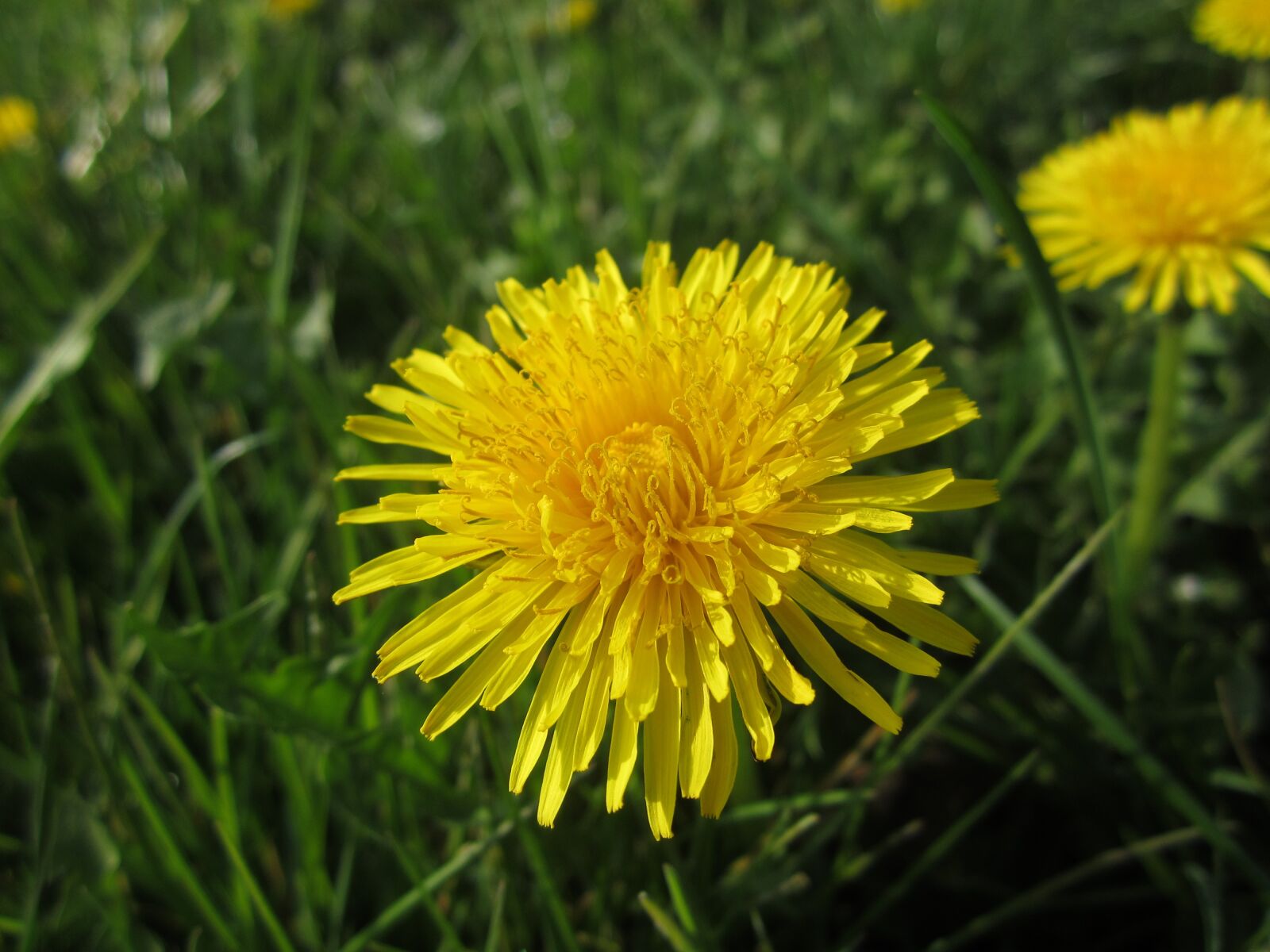 Canon PowerShot ELPH 100 HS (IXUS 115 HS / IXY 210F) sample photo. Dandelion, spring, flower photography