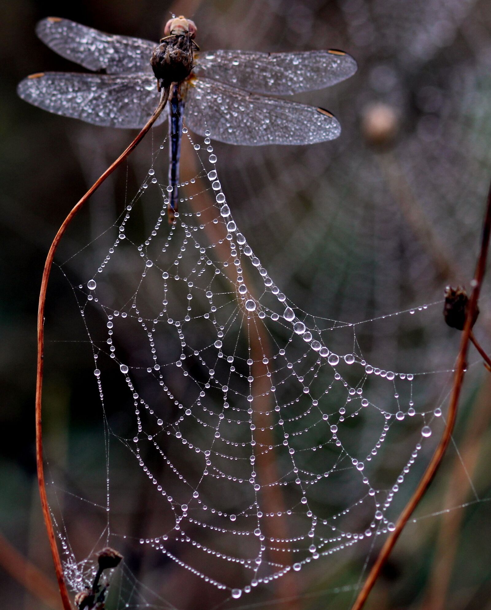Canon EOS 700D (EOS Rebel T5i / EOS Kiss X7i) + Canon EF 85mm F1.8 USM sample photo. Dragonfly, dew, spider web photography